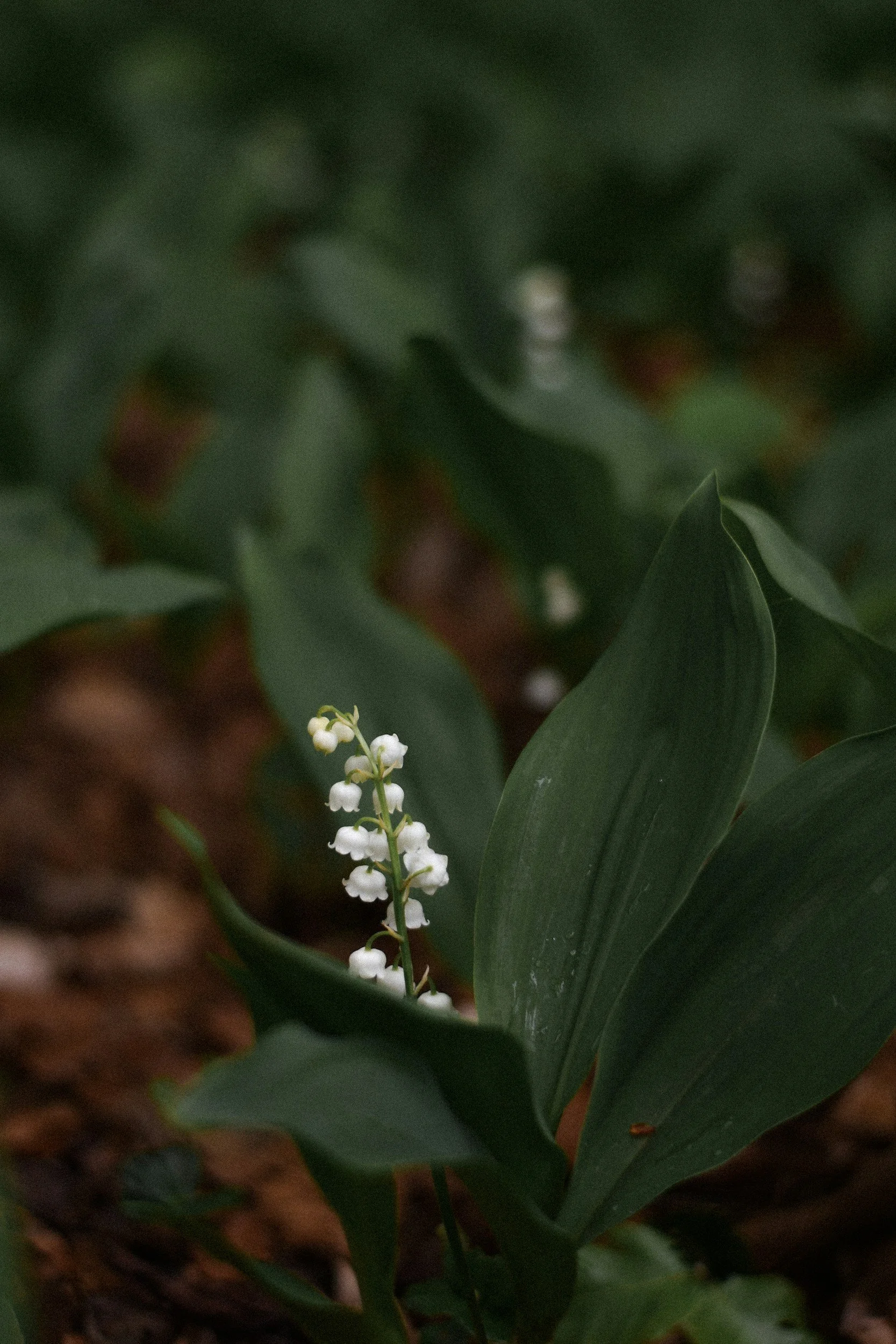 Woodland photo of lilies of the valley.