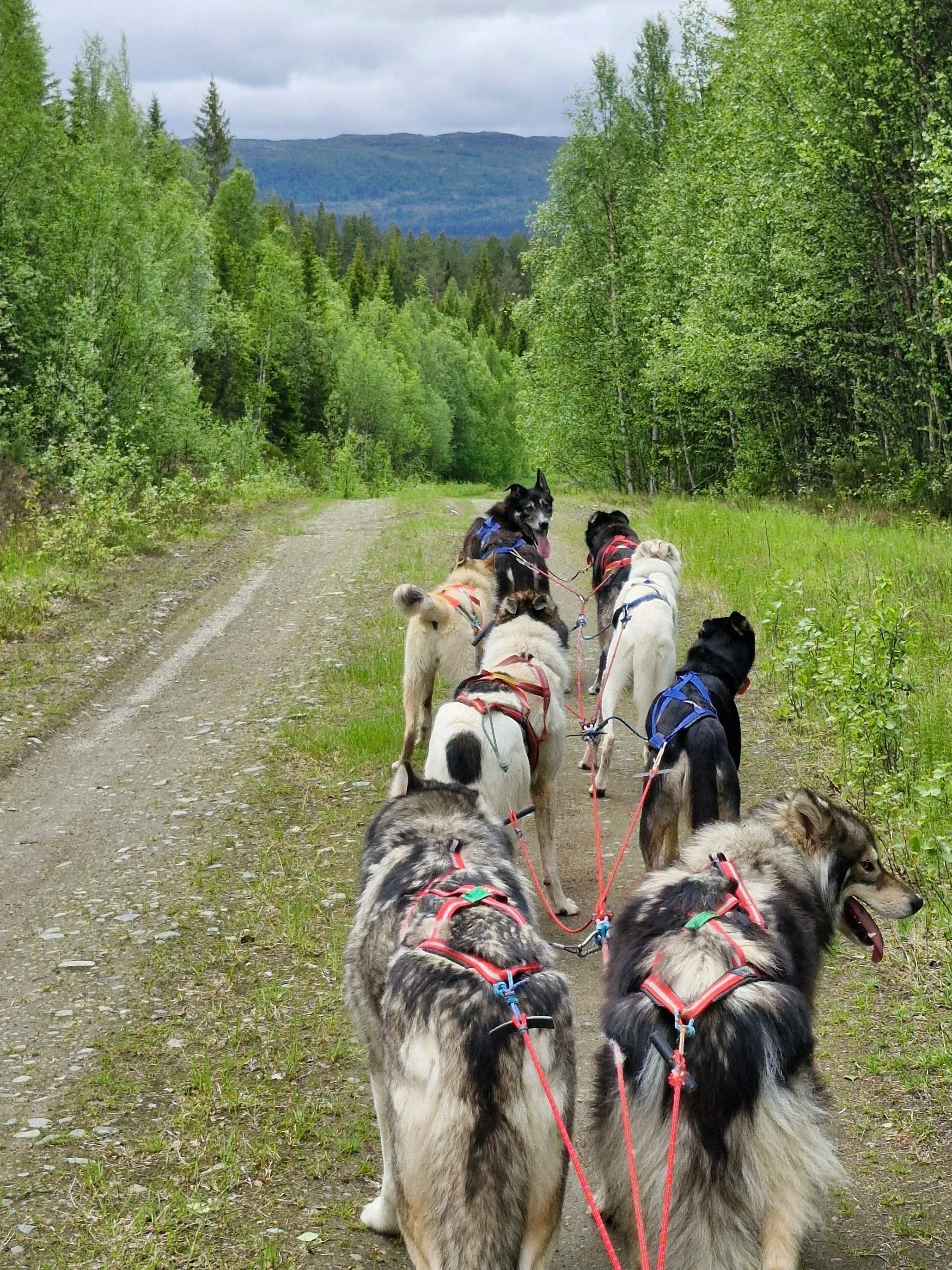 hike+med+huskies.jpg