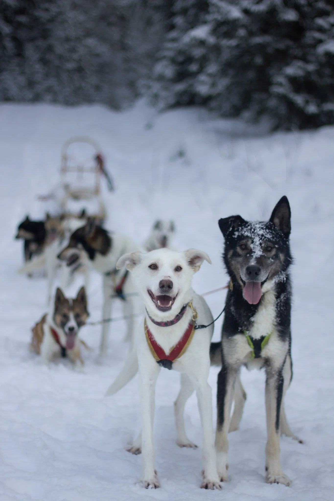 swedish lapland hundspann