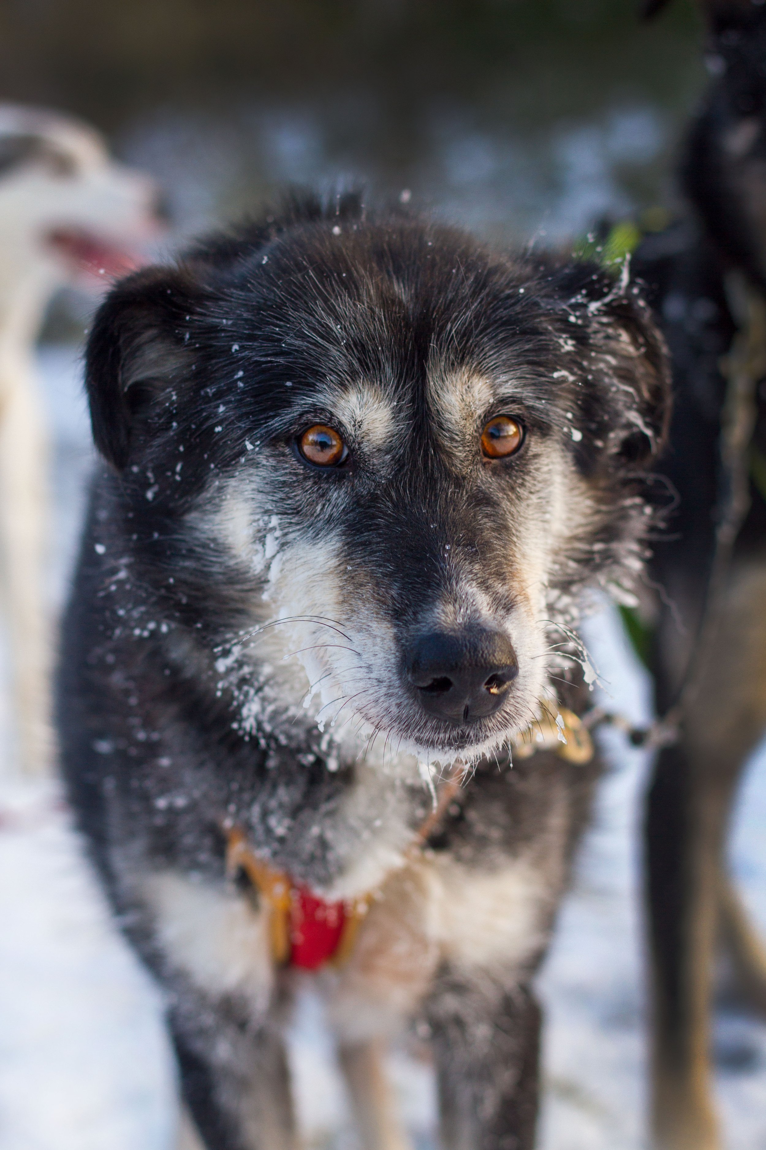 Hundspann Jämtland Husky