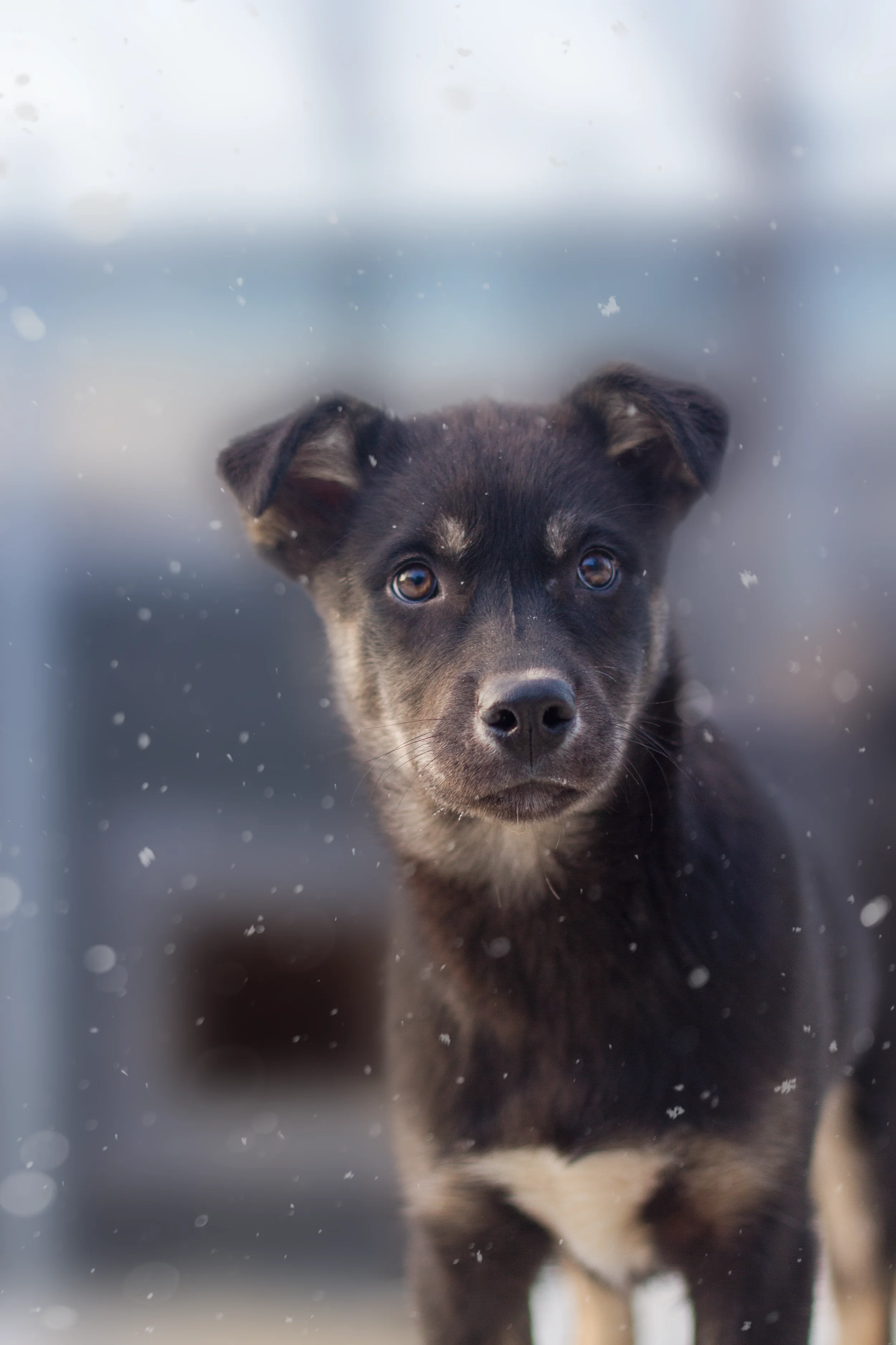 Alaskan Husky Jämtland Draghundar