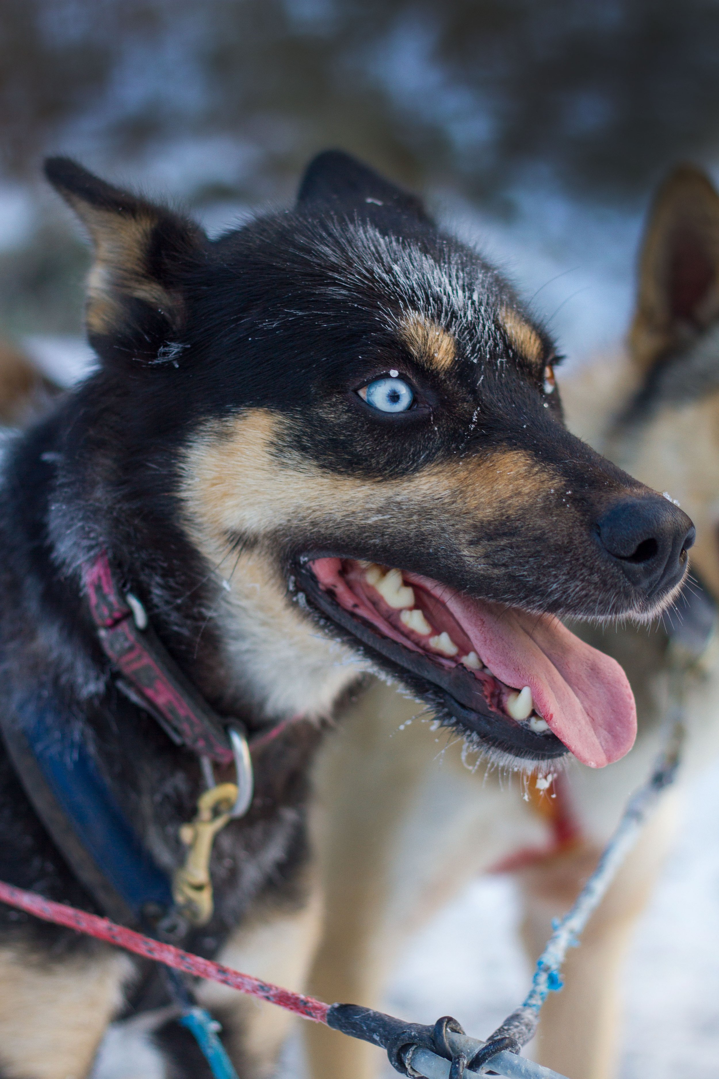 huskies jämtland draghundar