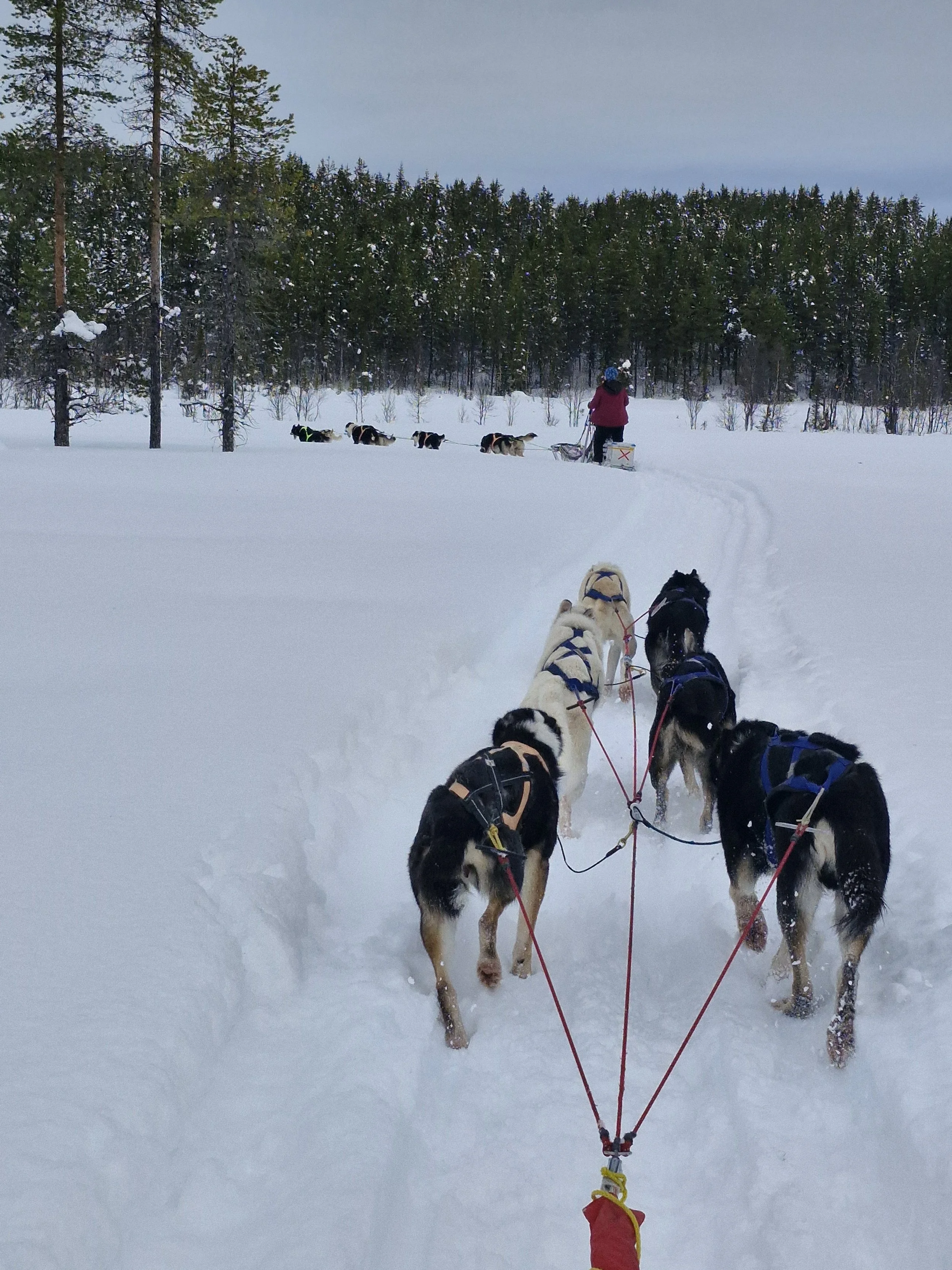 hundspannstur gäddede
