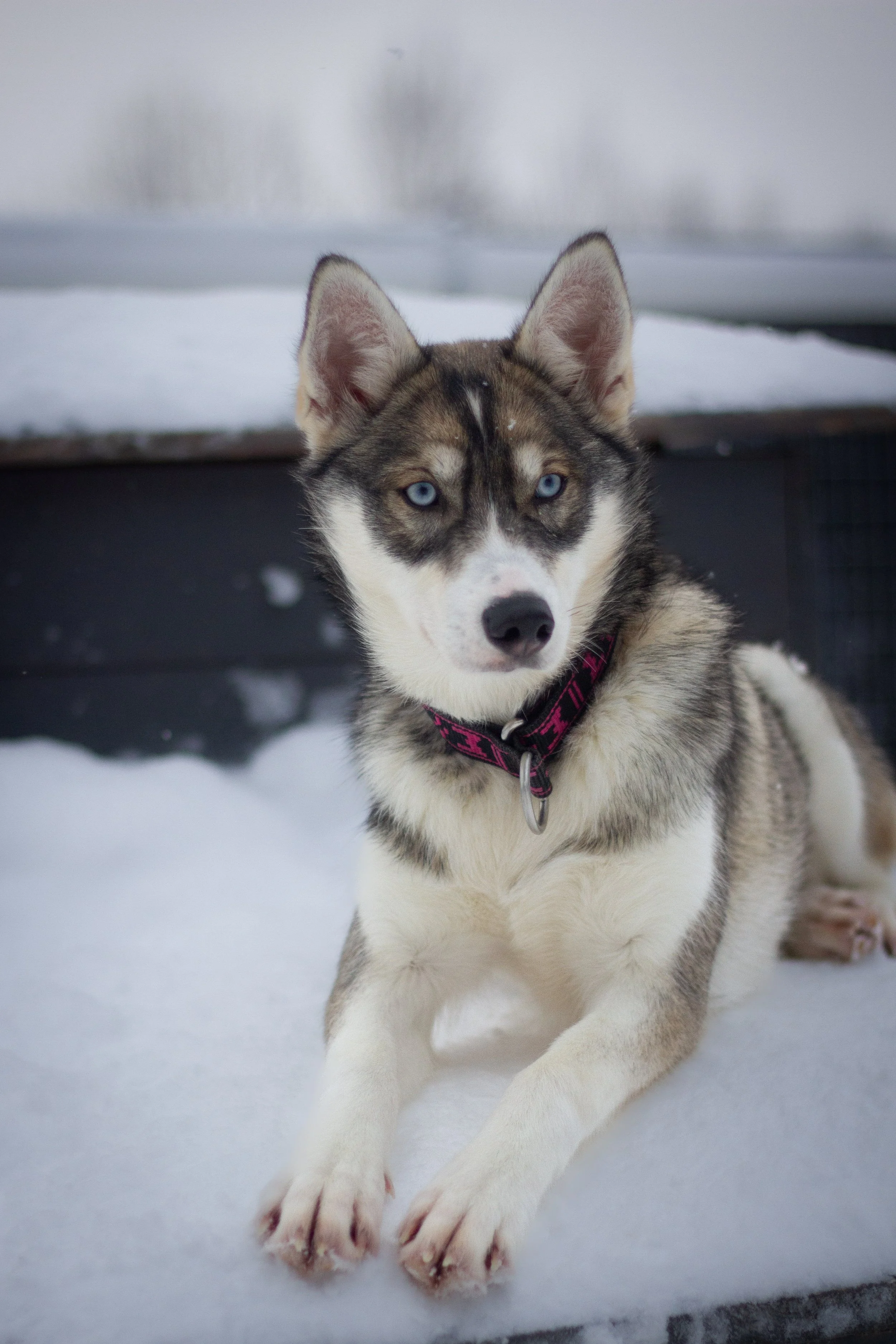 husky puppy husky valp