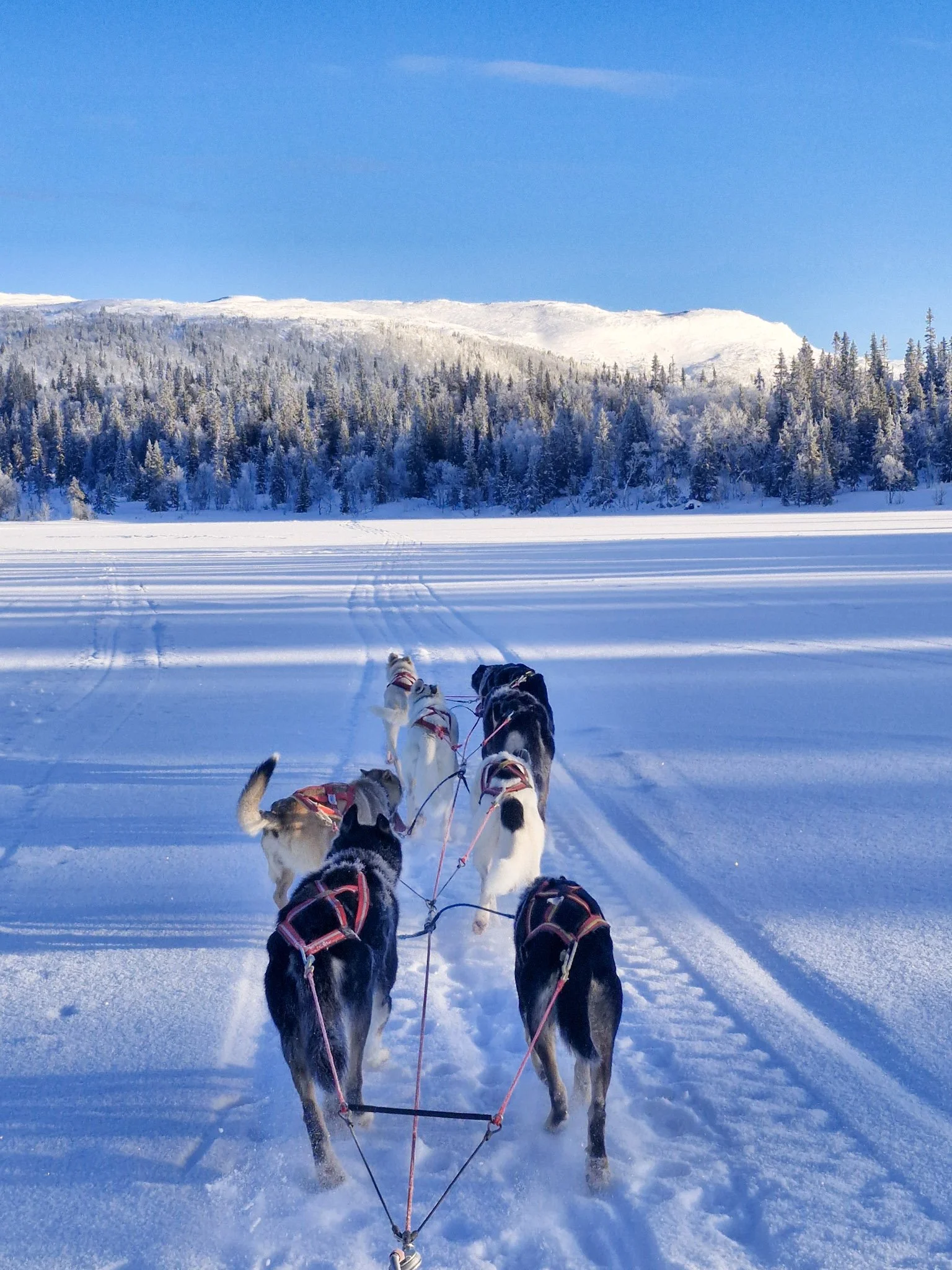 20260126_120957 (1).jpg