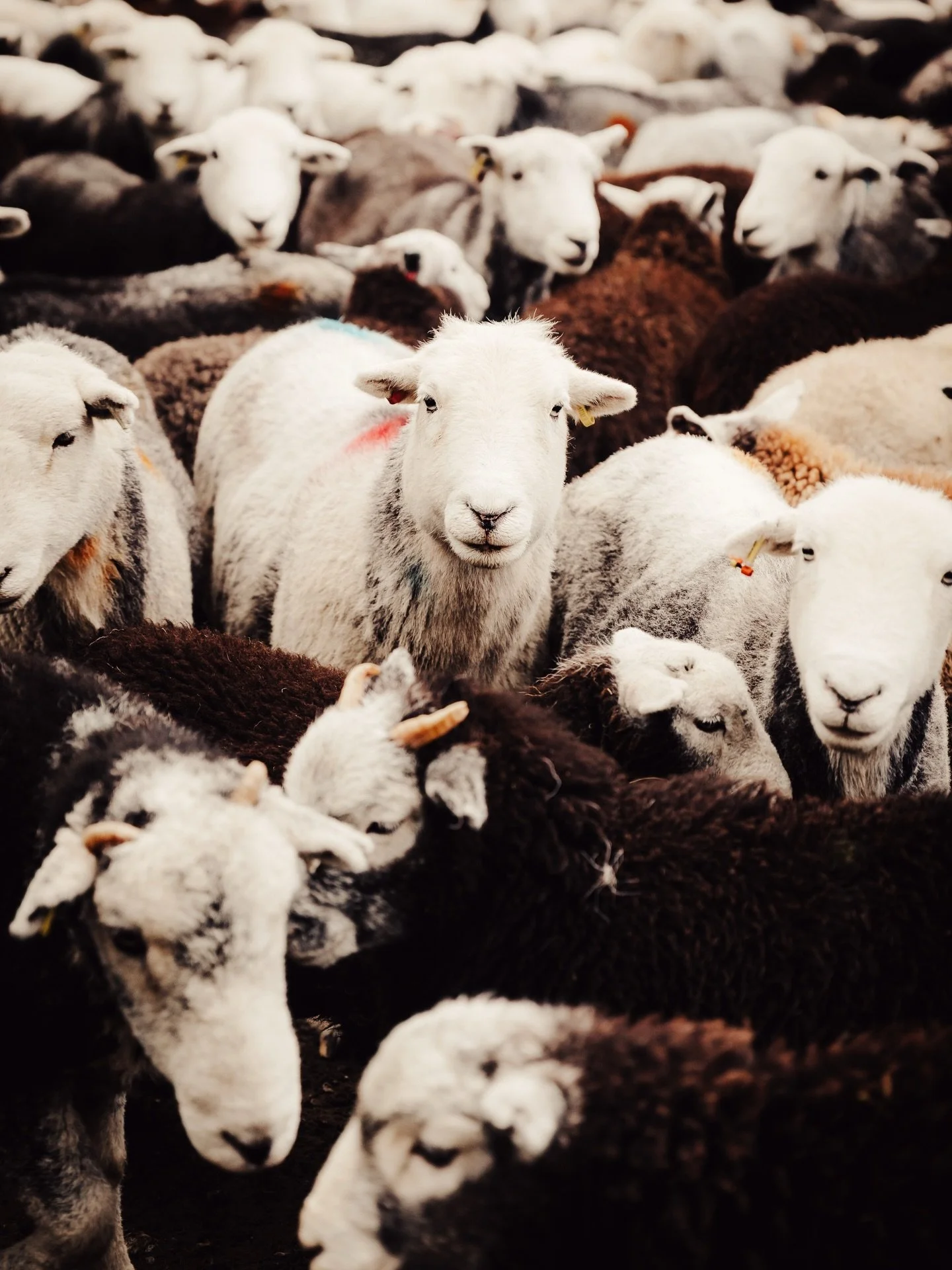 The true custodians of the Lake District.

#herdwicks #swaledale #roughfell