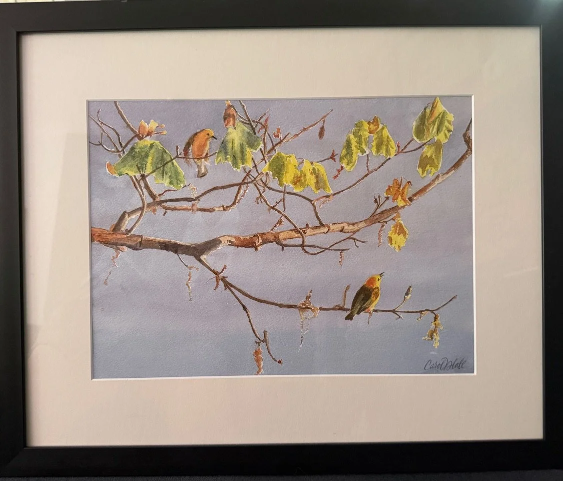 Prothonotary Warbler