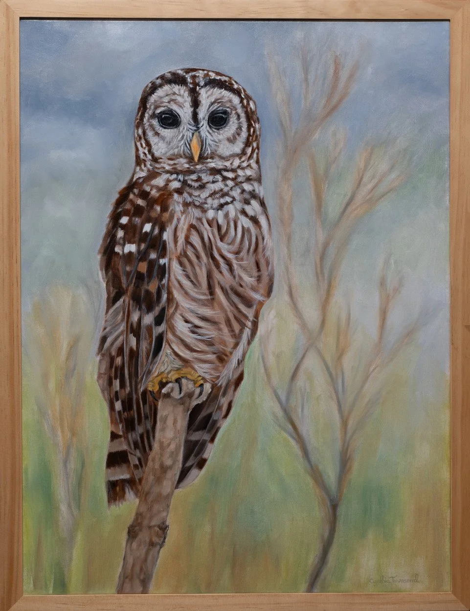 Barred Owl