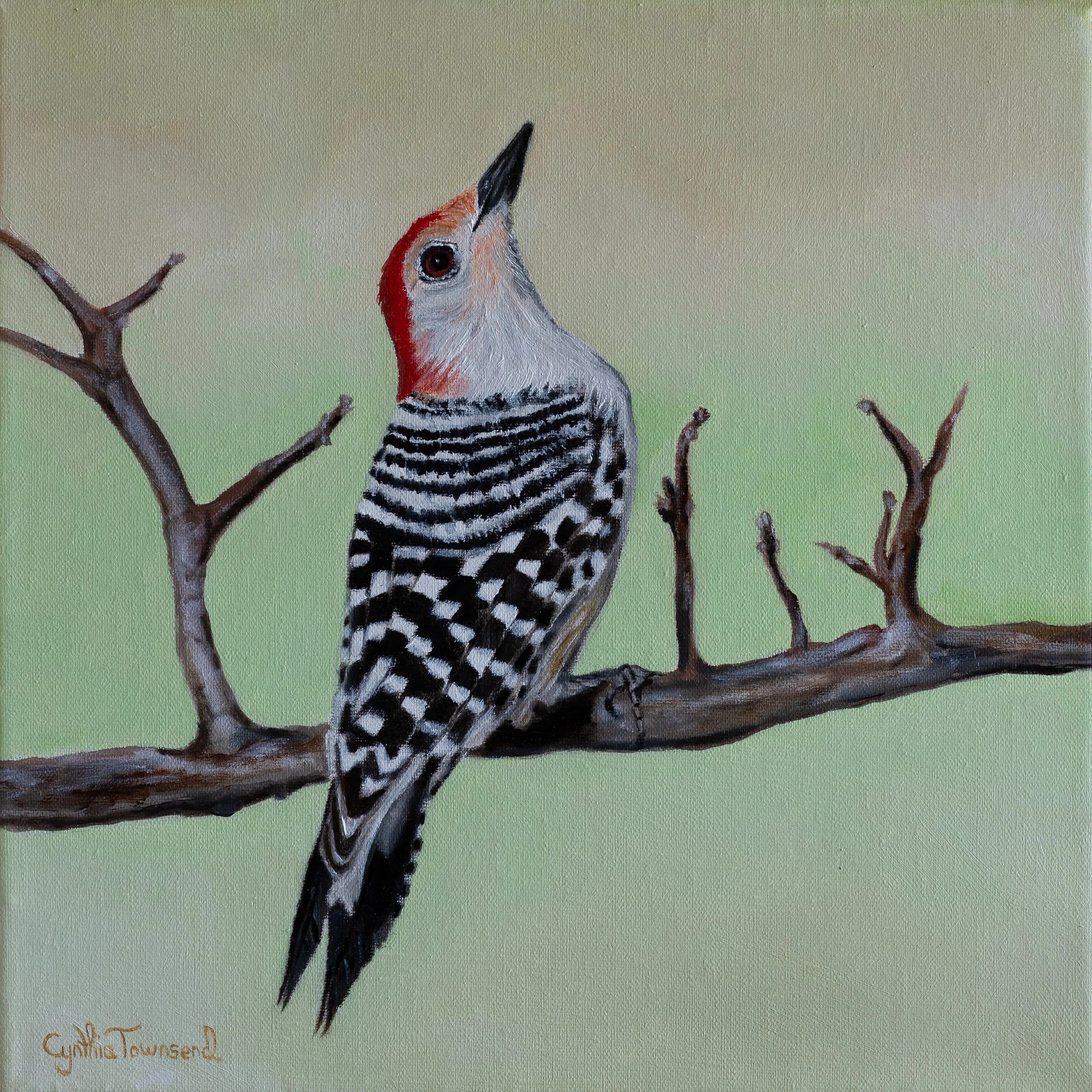 CynthiaTownsend_RedbelliedWoodpecker.jpg