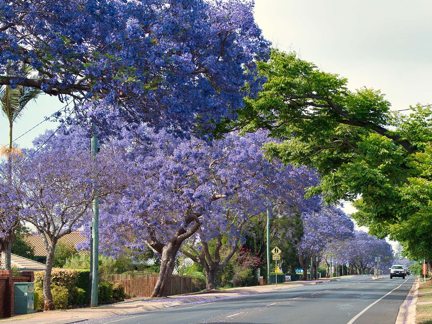 A street in Toowoomba lined with purple flowering trees and green trees on a sunny day.