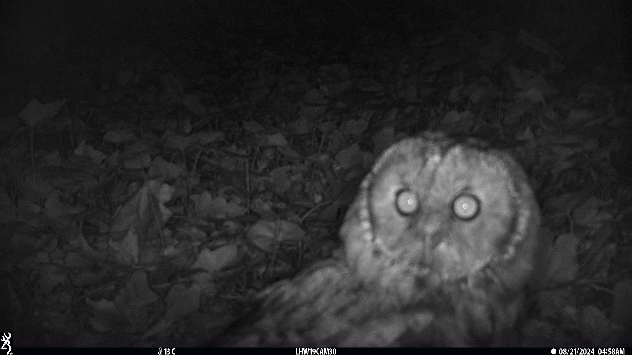 Barnes — London Hogwatch