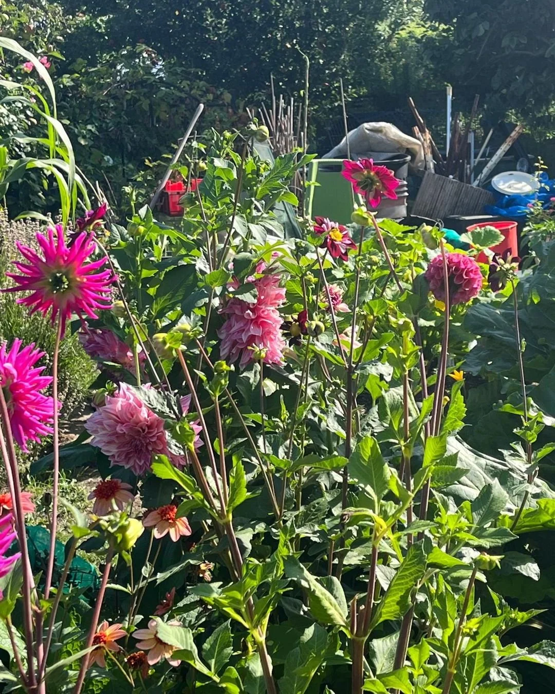 It's #NationalAllotmentsWeek2025 🪴🌻

Allotments are important green spaces and habitat for hedgehogs and other wildlife in urban environments. We've been monitoring a few allotments as part of the this year and they've been beautiful and full of wi