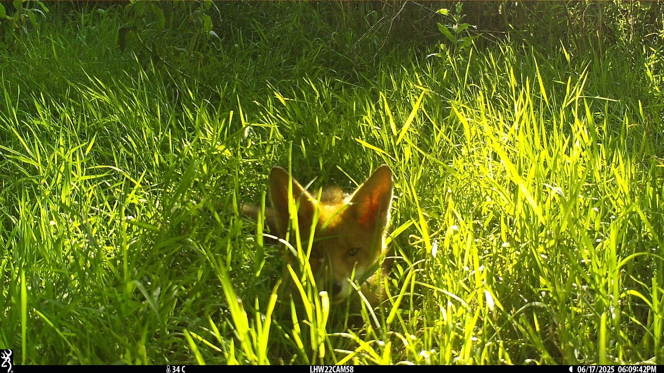 It's been a busy few weeks here at Hedgehog HQ! 🦔

Excitingly, we're now downloading images from the 3rd year of the National Hedgehog Monitoring Programme (NHMP)!

We came across this fox from our survey with @kingston_council - check out the size 