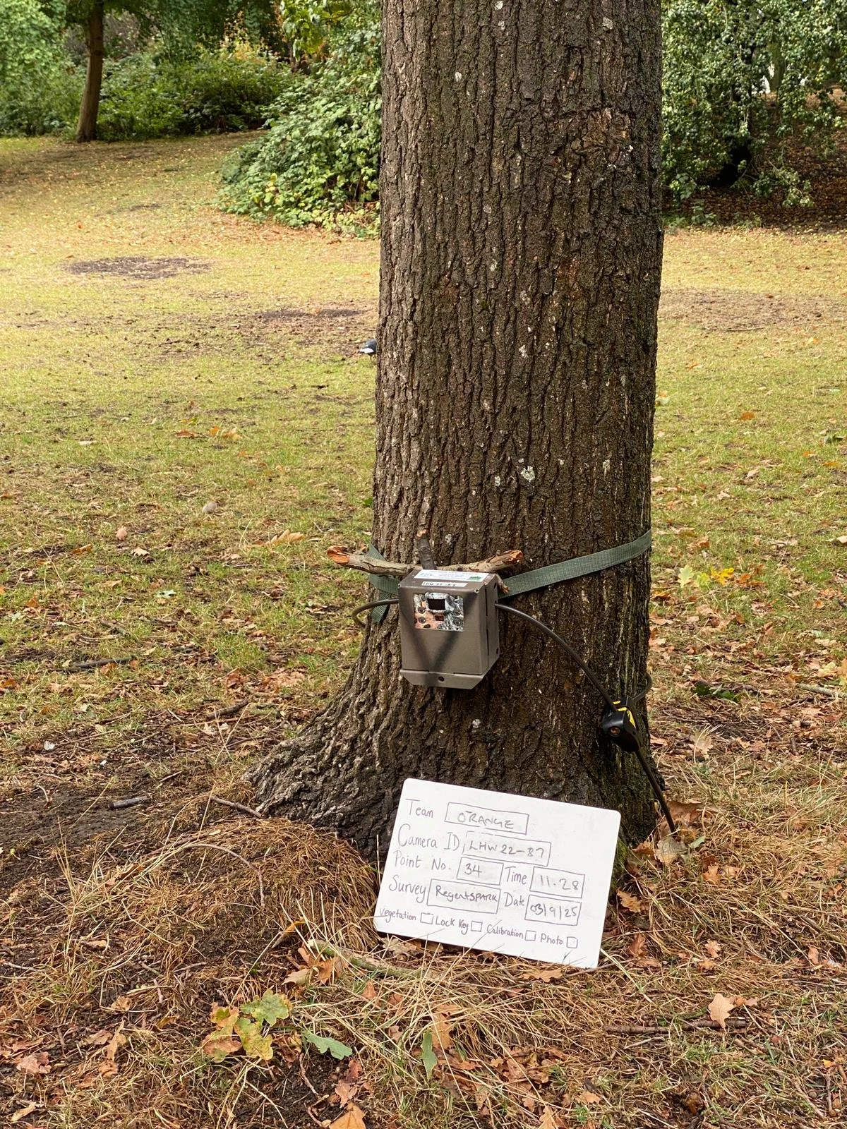 We recently deployed cameras across Regents Park, a park we've been surveying since 2016🦔

Huge thanks to Raffles London at The OWO who part funded the survey &amp; volunteered with deployment!

This survey will provide vital insights into this impo