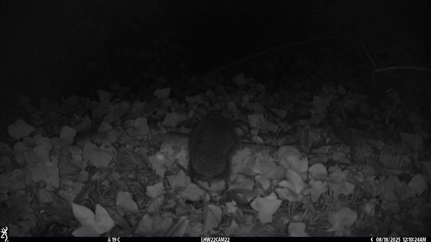 Much like this hedgehog spotted in Hampstead Heath, we&rsquo;ve been busy &lsquo;logging&rsquo; the data from our recent surveys. We can&rsquo;t wait to share the results (and more images) from our London surveys 🦔. 

The National Hedgehog Monitorin