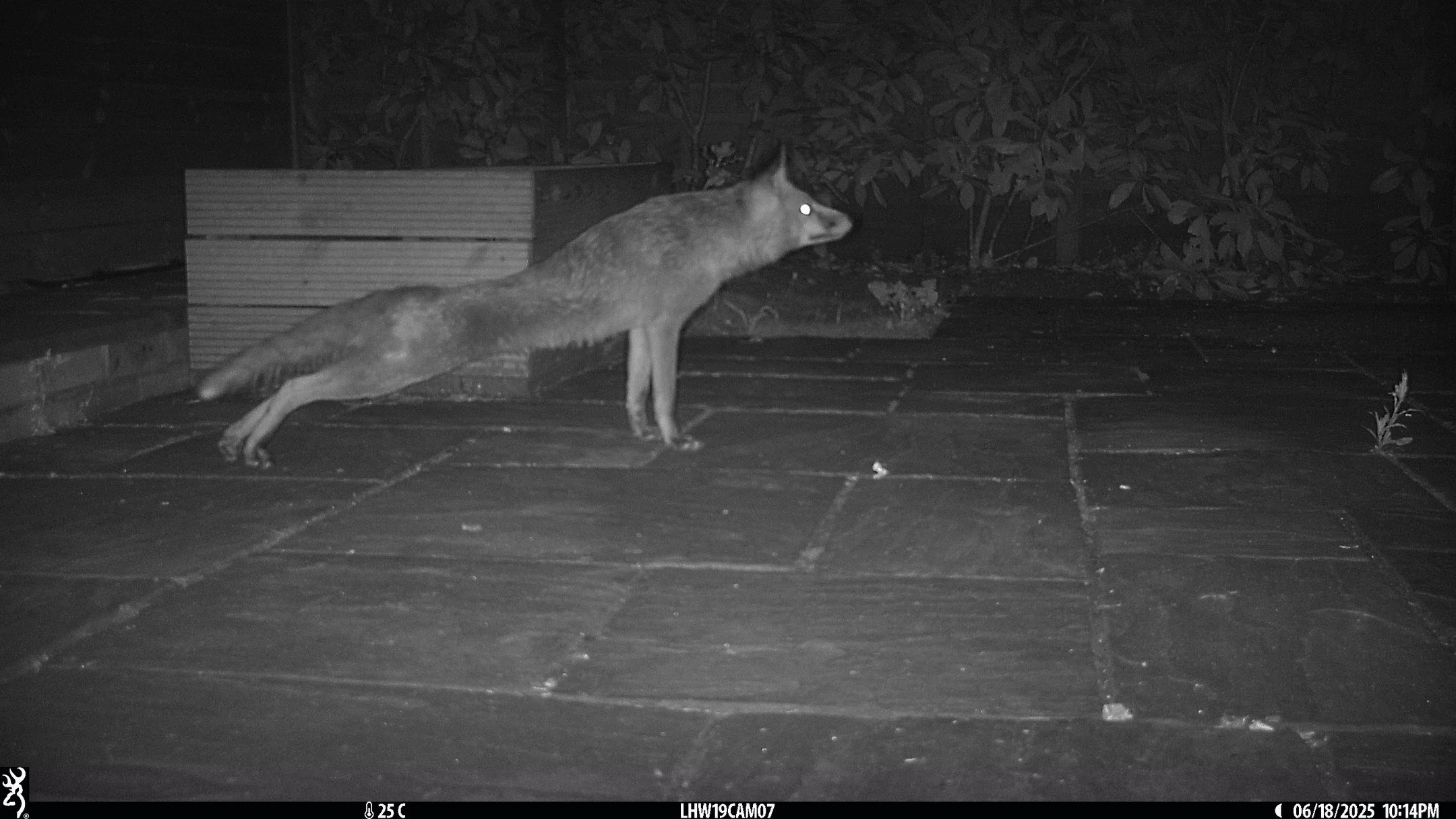 A new yoga pose: upward-facing fox! 🦊🧘&zwj;♀️

This zen fox was captured during our NHMP survey with @kingston_council. You help to 'spot' more scenes like this by visiting the MammalWeb link in our bio, helping us to gather important national hedg