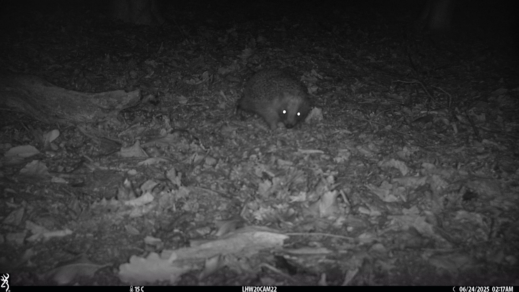 Our Highgate Wood survey funded by 
cityoflondoncorp &amp; in collab with 
@heath_hands is featured in Ham &amp; High!

We found a massive increase from 1 camera with hedgehog detections in 2017, to 19 cameras in 2025!🦔🎉

Read more by visiting the 