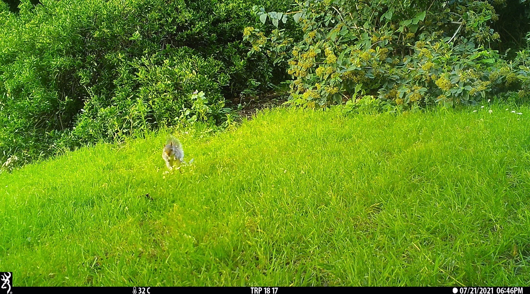 We all got that Friday feeling... even squirrels! ✨🌻🌞

#hogwatch #london #conservation #cameratraps #squirrel #hedgehog #hedgehogs #zsl #britishwildlife 

@officialzsl