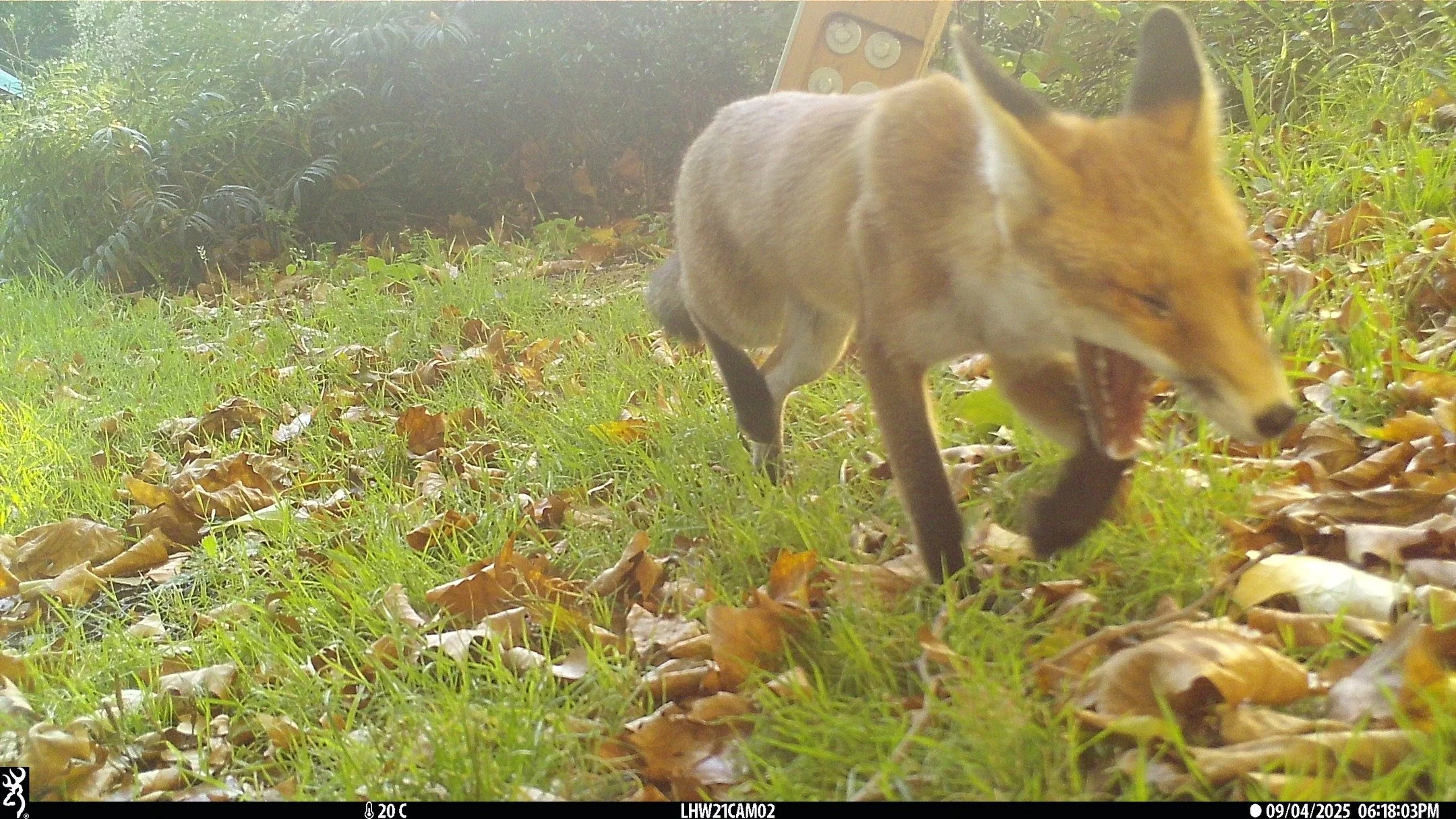 Monday yawns are in full swing!🦊💤

#londonhogwatch #cameratrapping #cameratrap #london #fox #hedgehog #hedgehogs #foxesofinstagram #monday #mondaysyndrome

@officialzsl
