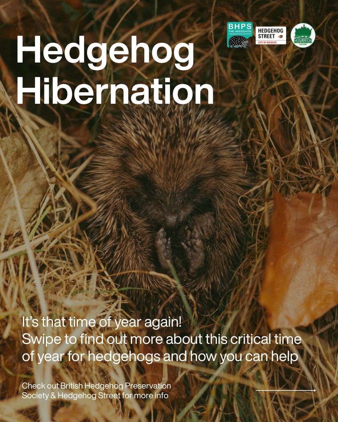 Hibernation season is back 💤 🦔

We've put together some information and tips about helping hedgehogs in these colder months 🍂

Visit @thehedgehogsociety and Hedgehog Street to find out more!

@officialzsl 

#hedgehogs #hogwatch #london #greaterlon