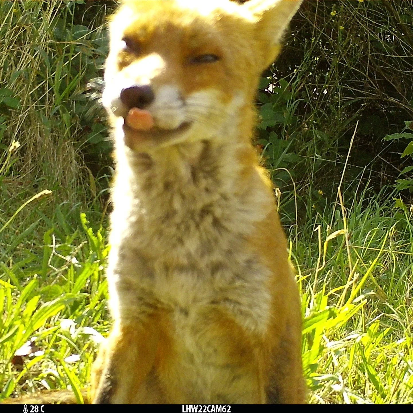 Do you want to look as smug as this fox? Strut like this swan? Or jump for joy like this squirrel? Maybe you can &hellip;

Our partners at the National Hedgehog Monitoring Program #NHMP, run by @ptes_org and @thehedgehogsociety, are giving you the ch