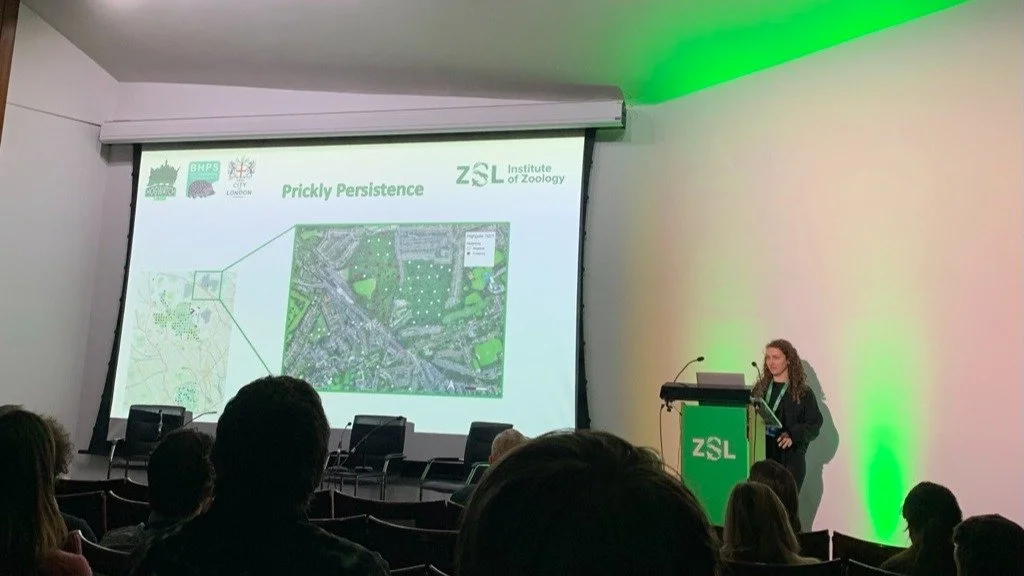 Our project manager Kate Scott-Gatty presented HogWatch's findings from our 2025 Highgate survey in her talk &lsquo;Prickly Persistence&rsquo; at the @officialzsl conference the week before last! 

This survey aimed to assess hedgehog population chan