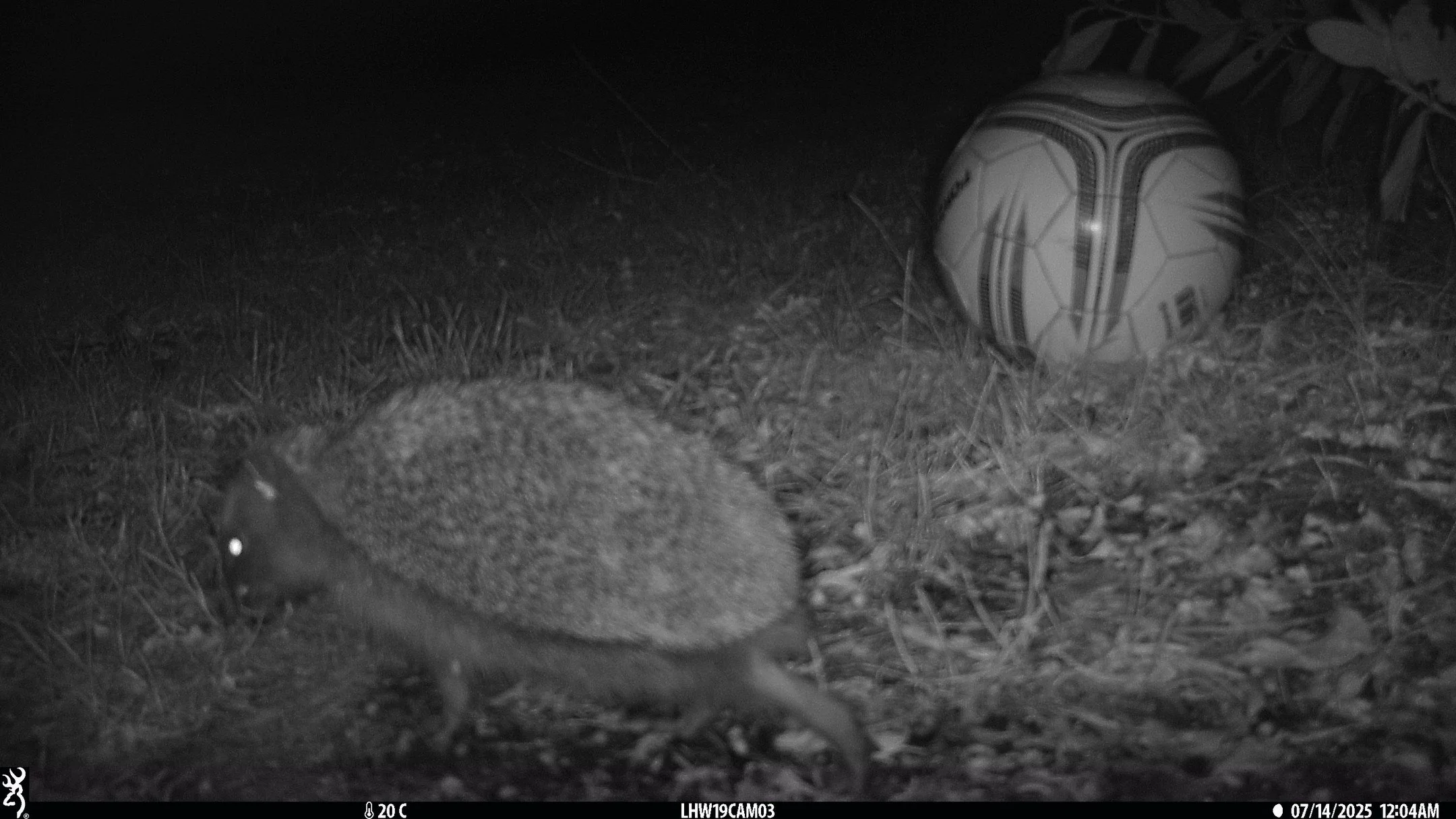 ⚽️Know your hedgehogs from your footballs?⚽️

❄️Looking for a fun activity to fill these wintery evenings? ❄️

🦔We need your help 'spotting' for our @kingston_council National Hedgehog Monitoring Programme survey!

🦔Help us to identify species &amp