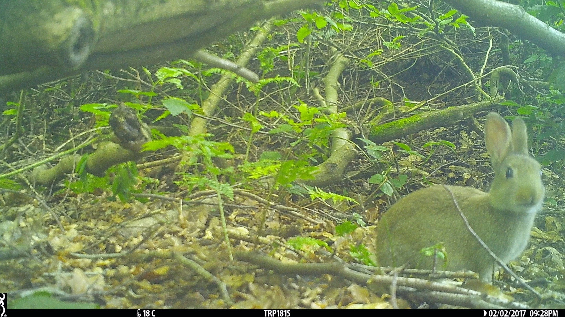 As we head into the cold, wet, and windy days of January and February, here&rsquo;s a little reminder that spring isn&rsquo;t far away.... and it will bring plenty of rabbits with it 🐰🌷. 

#hedgehogs #hogwatch #london #greaterlondon #hedgehog #wild