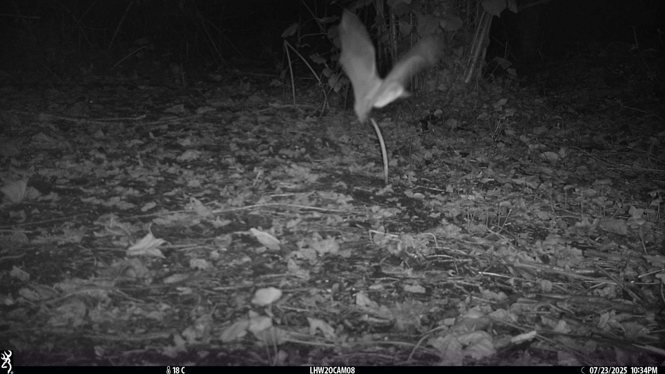 What a fang-tastic day 🦇

This bat appearance is a first for London HogWatch! 

Along with @wildchiswickw4, we surveyed @chiswick_house for the National Hedgehog Monitoring Programme and captured this unexpected image 😍

Can anyone help us to ID th