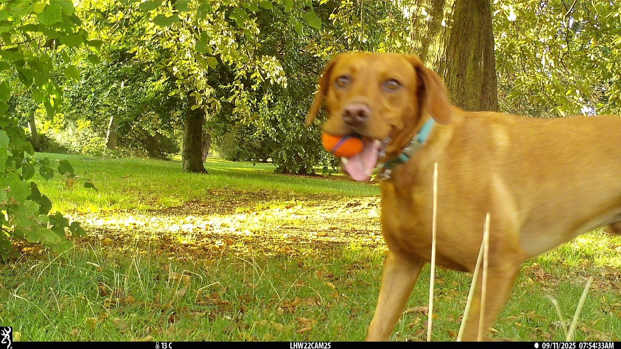 Paws for the camera!

We love spotting your pets during our London HogWatch camera trap surveys 🐾📸

Let us know if we&rsquo;ve captured your dog on camera🐶

#hedgehogs #hogwatch #london #greaterlondon #hedgehog #wildlife #britishwildlife #conserva
