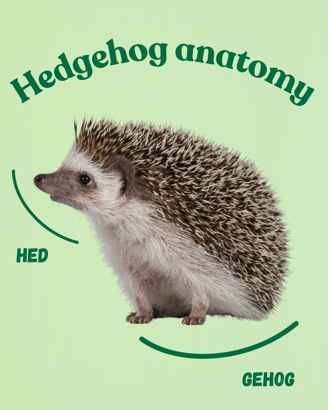 We proudly present: a peer‑reviewed anatomy of a hedgehog! 😊 

@officialzsl 

#hedgehog #hedgehogawarenessweek #ZSL #meme #londonhogwatch