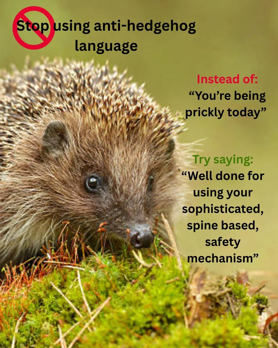 Anti-hedgehog language will no longer be tolerated! 🙈

@officialzsl 

#hedgehogawarenessweek #londonhogwatch #ZSL #hedgeog #londonwildlife
