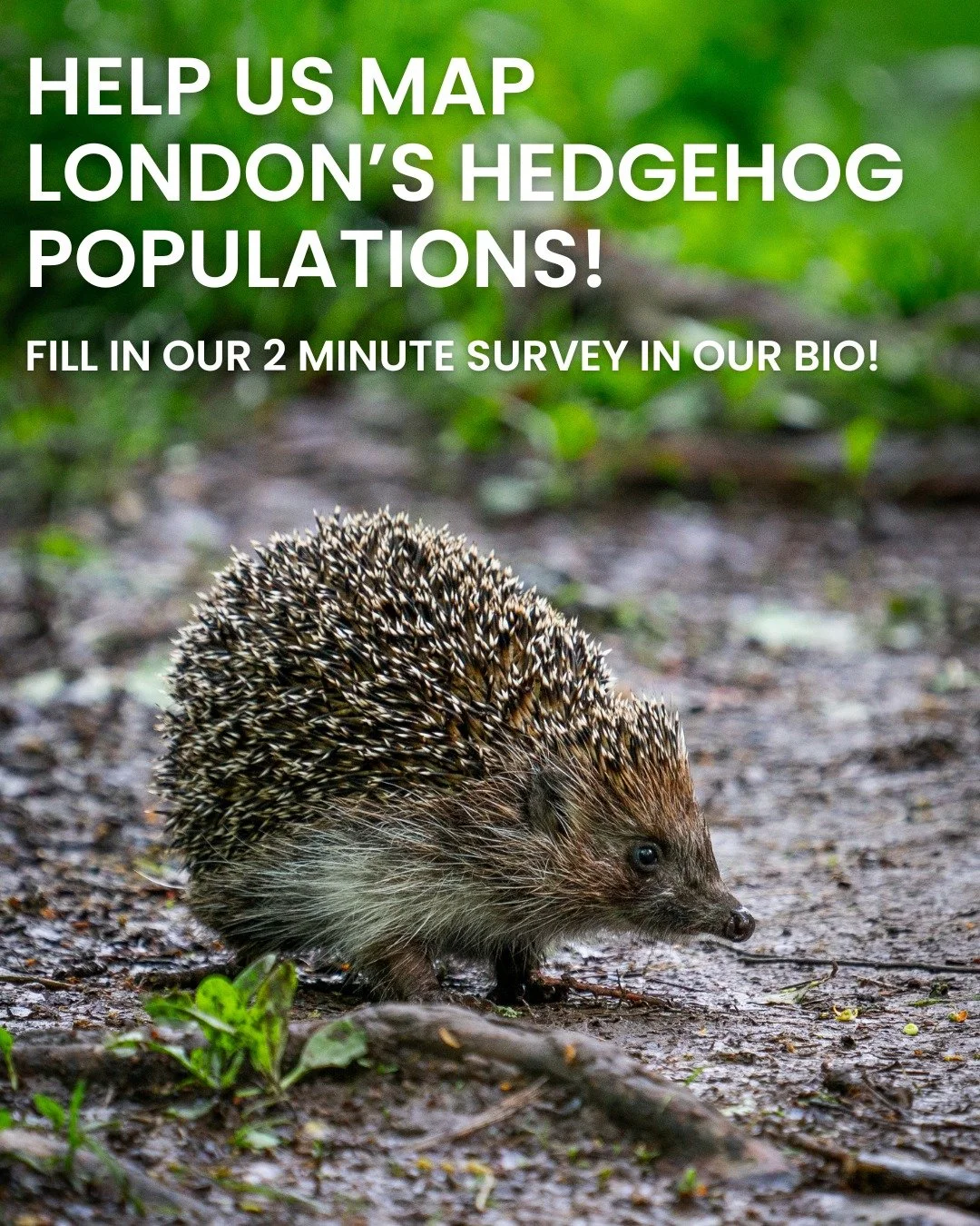 Want to get involved to save London's hedgehog populations? Here is how you can help! 🦔🌟

Fill in our survey to help us monitor hedgehog populations across London.📍

Join our Highgate Woods Zooniverse project and help identify local wildlife captu