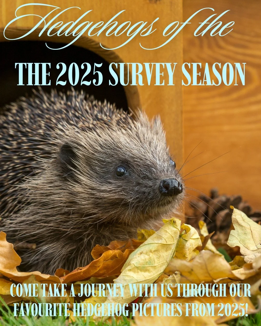 Come take a journey with us through our favourite hedgehogs of the 2025 survey season! 🦔

Disclaimer: lots of cuteness ahead. 💚

Don&rsquo;t forget to comment your favourite! 🌟

@officialzsl 

#hedgehogawarenessweek #londonhogwatch #ZSL #hedgeog #