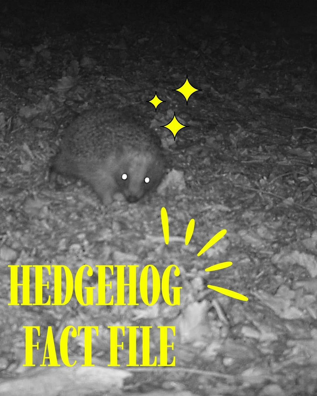Here are some of our favourite hedgehog facts 🦔✨ 

Which one is your favourite? Let us know in the comments! 🌟

@officialzsl 

#hedgehogawarenessweek #hedgehogfacts #londonhogwatch #ZSL #londonwildlife #hedgehogs #cameratrapping