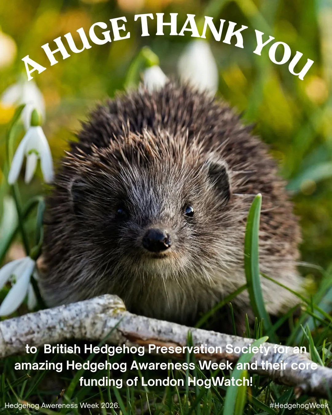 Thank you so much for celebrating Hedgehog Awareness Week with us! 🦔💚

A special thank you to our core funder, @thehedgehogsociety, for organising this fantastic week and giving us the opportunity to celebrate our favourite animal. 🦔🌟

Thank you 
