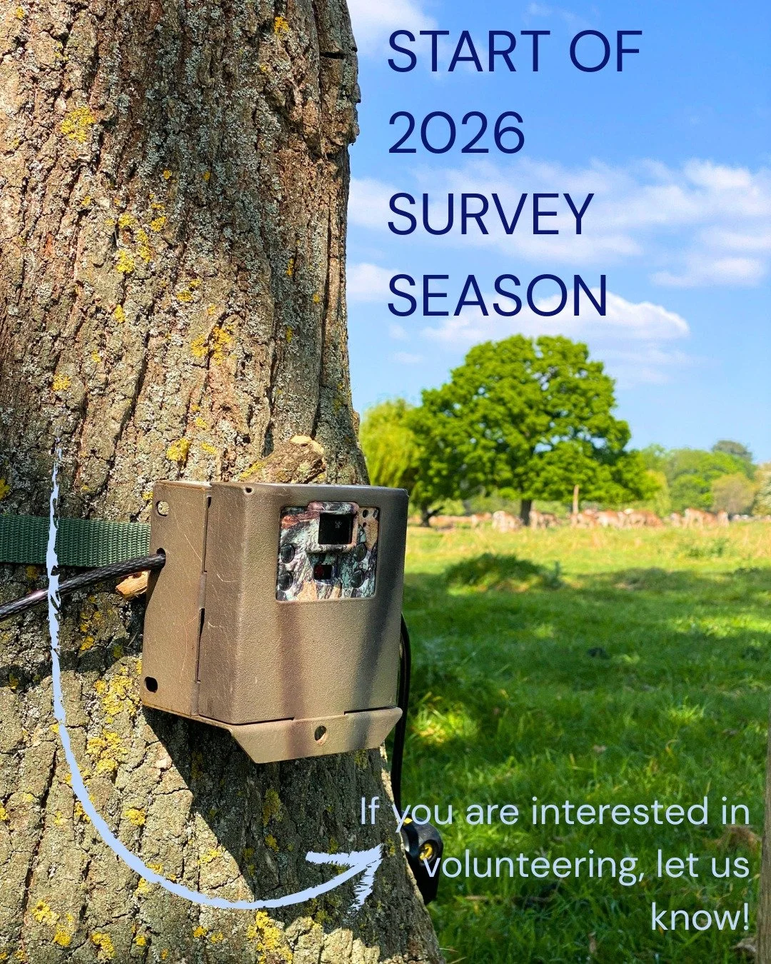 We had an amazing start to our survey season a few weeks ago, deploying our camera traps in Bushy Park in collaboration with @theroyalparks! 📸🦔

We have lots of volunteering opportunities coming up and we would love to have you along. 💚

If you ar