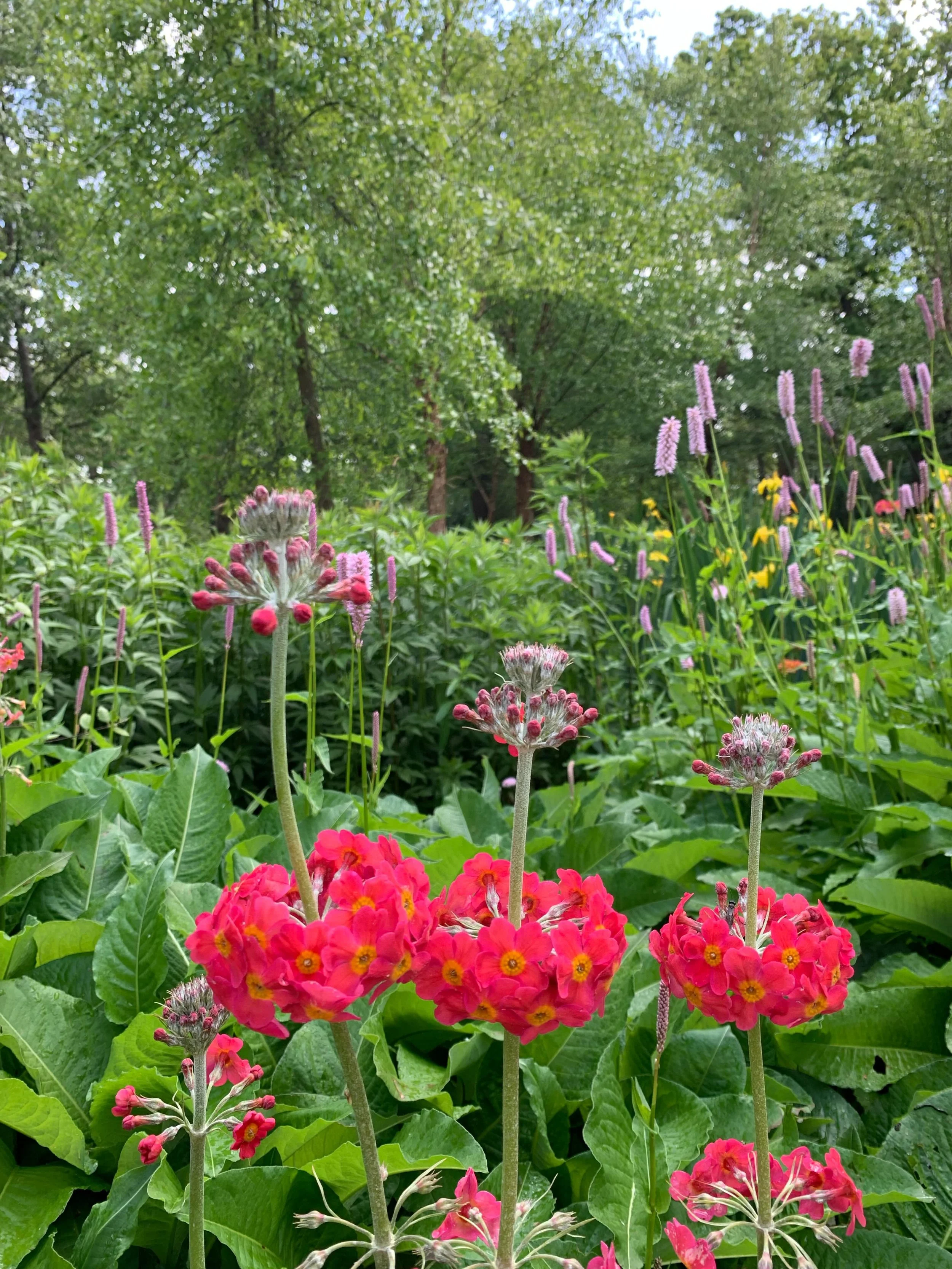 A selection of stunning flowers from beautiful Bushy Park. 

Thank you so much to all the volunteers who came out to help with camera collection today and to @theroyalparks and @thehedgehogsociety for funding the survey. 

Follow to keep updated with