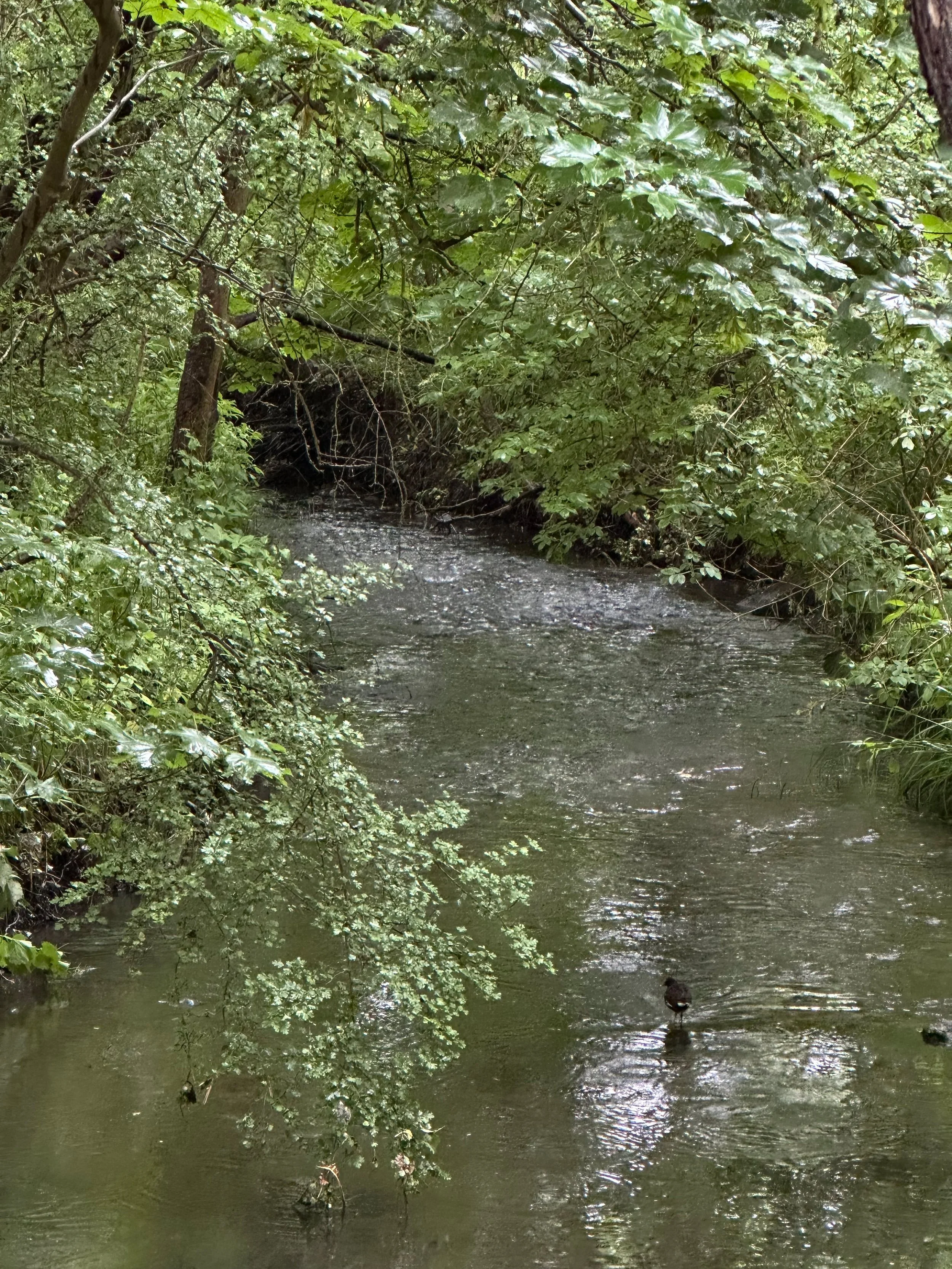Earlier this week, we deployed our first NHMP camera traps of the 2026 survey season! 🦔

Huge thanks to @kingston_council and our amazing volunteers. 💚

The National Hedgehog Monitoring Programme #NHMP is run by @ptes_org and @thehedgehogsociety, i