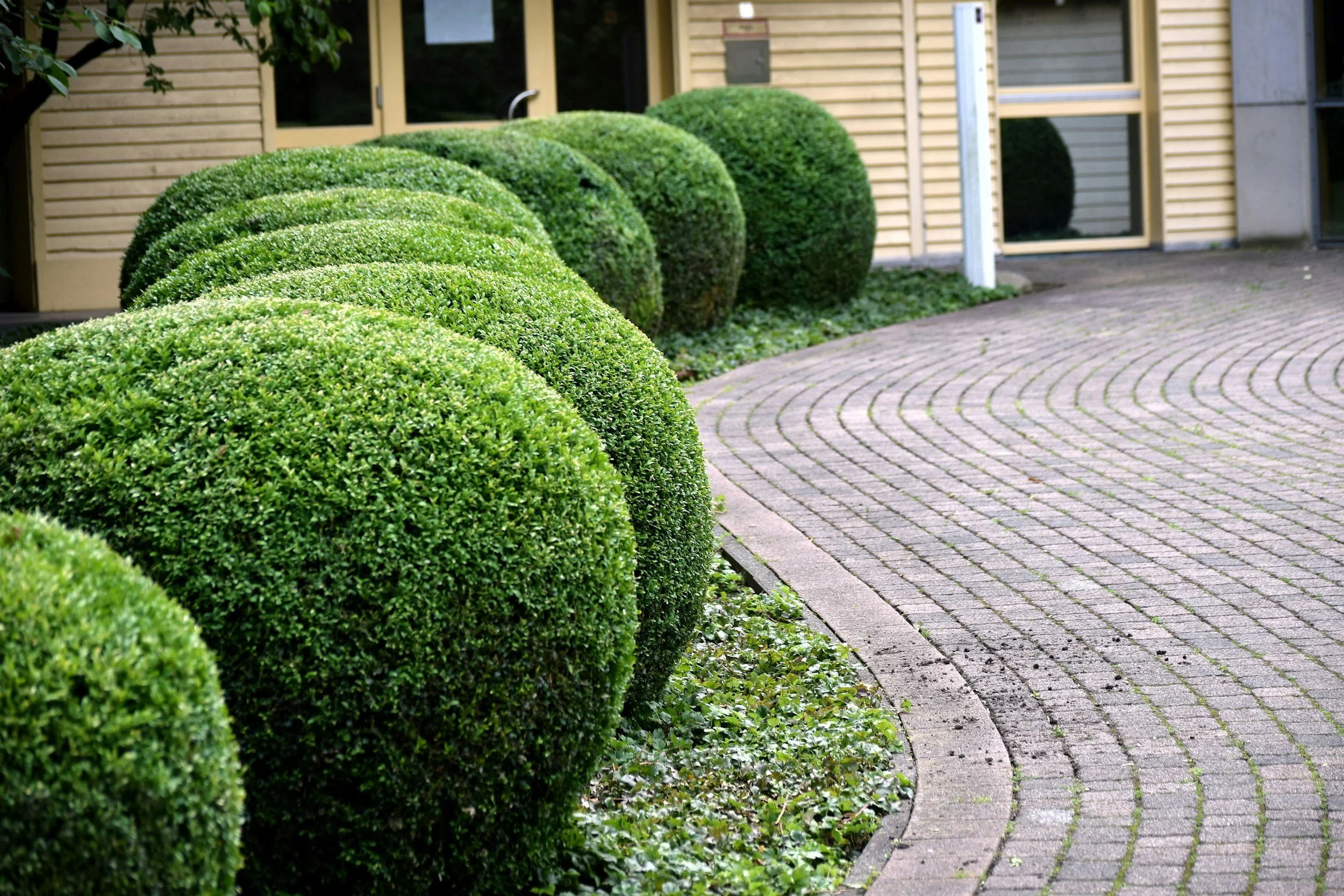 A curved brick pathway next to a neatly trimmed hedge in front of a building with wood siding and glass doors.