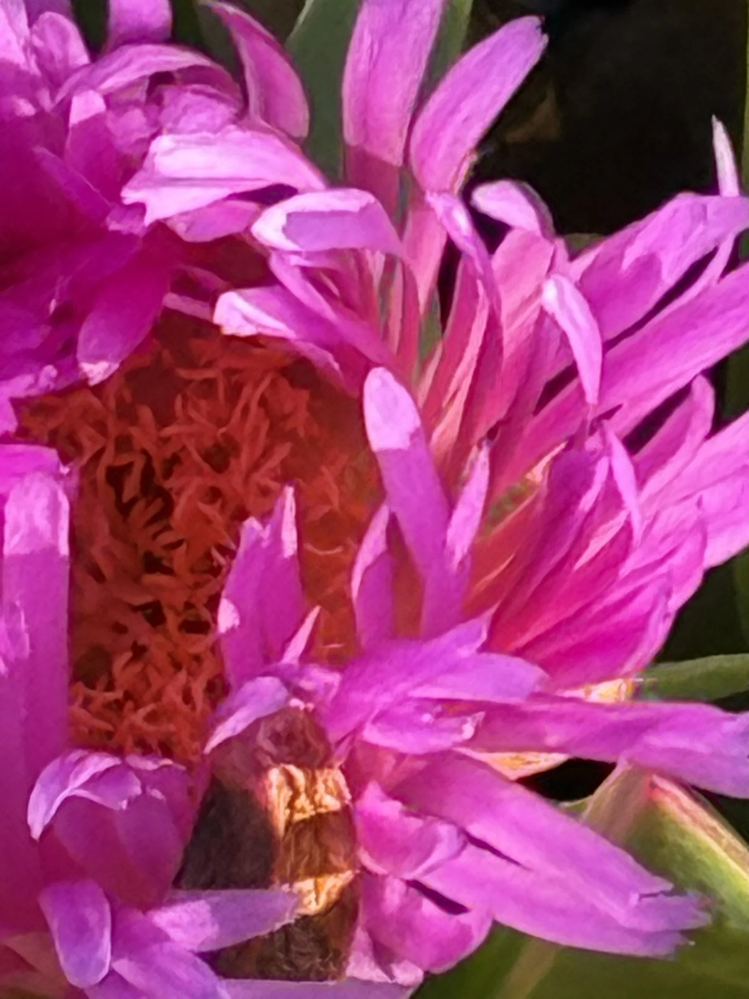 Pink sea kelp lookalike.JPEG