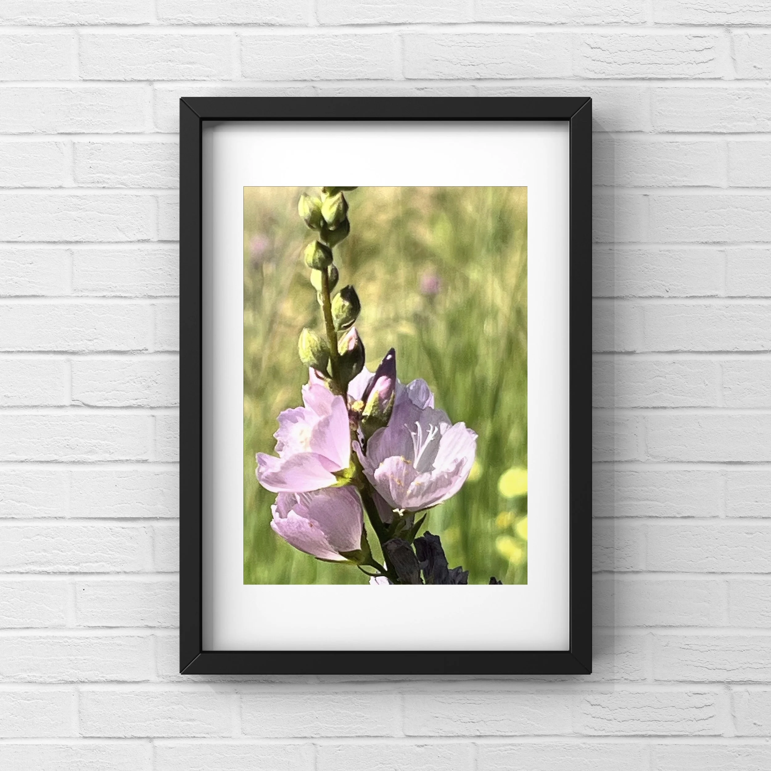 Pink Idaho Wildflower.JPG