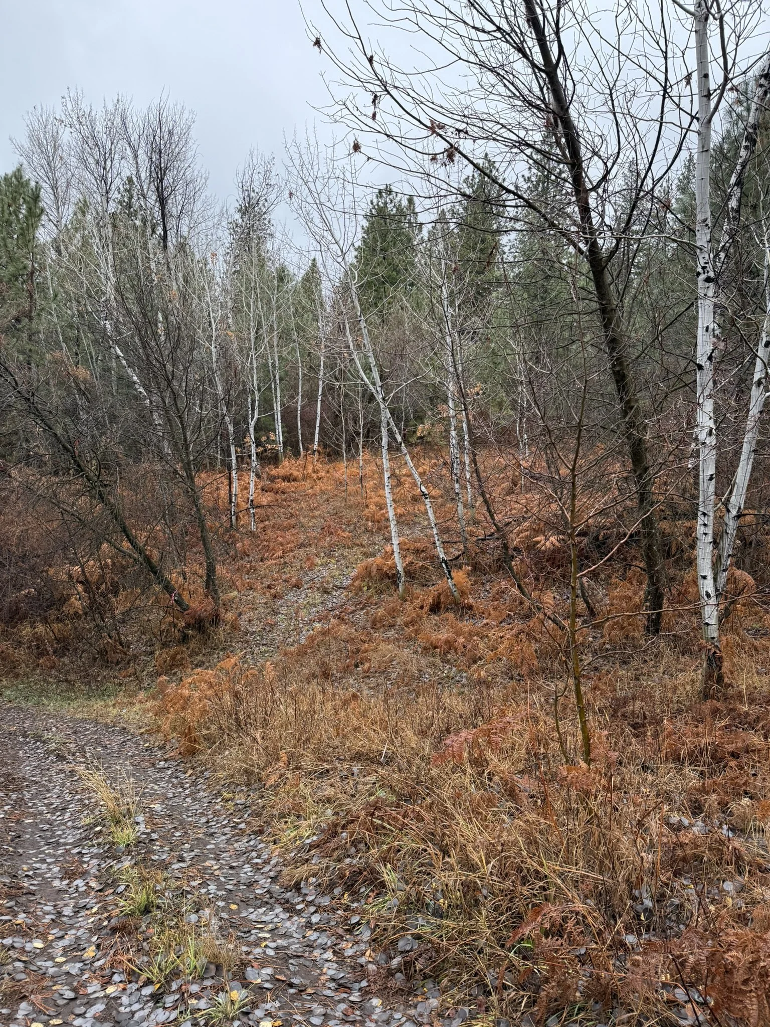 Fall colors quakenasp grove.JPEG