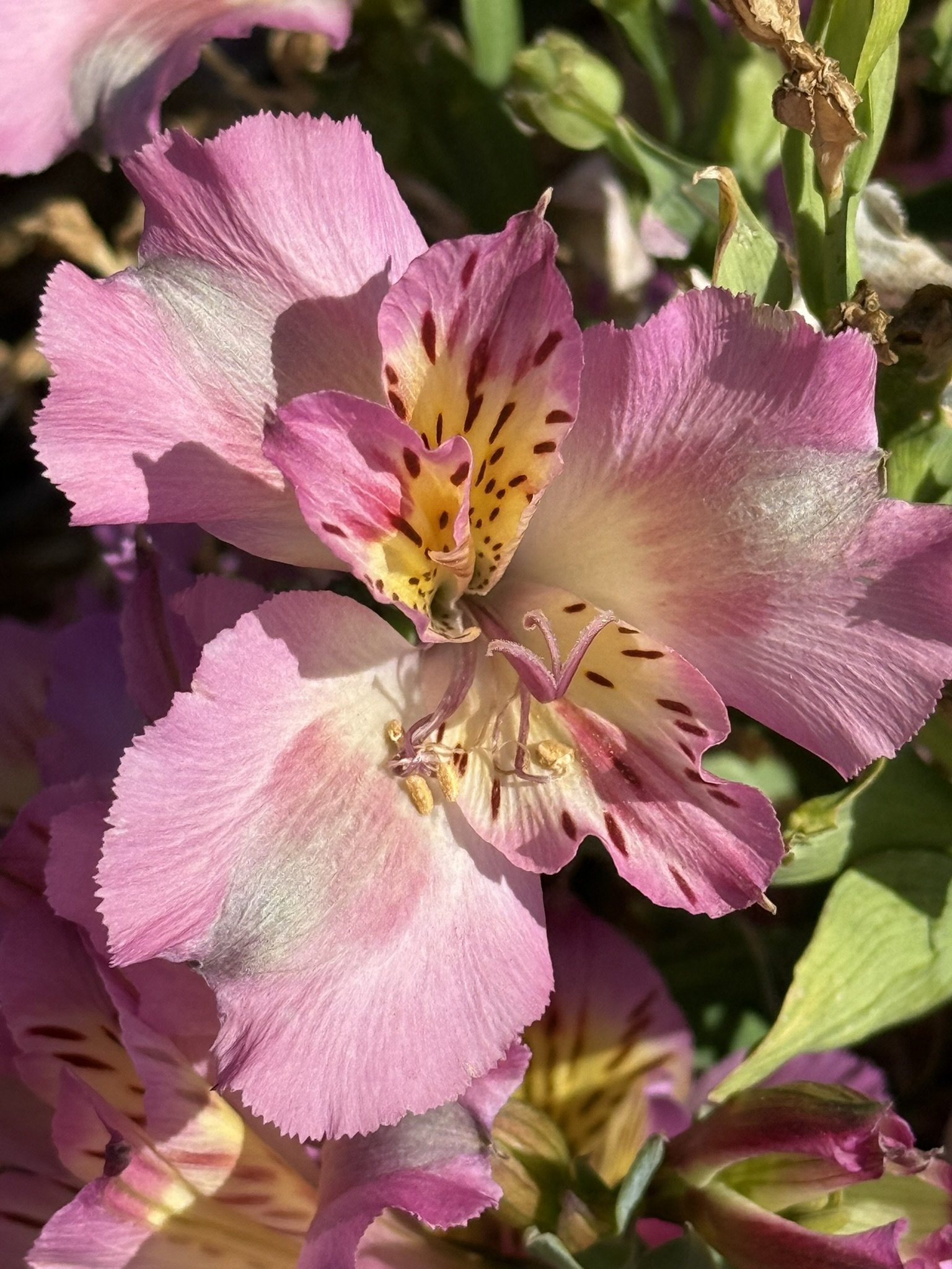 Pink with yellow spotted center.JPEG