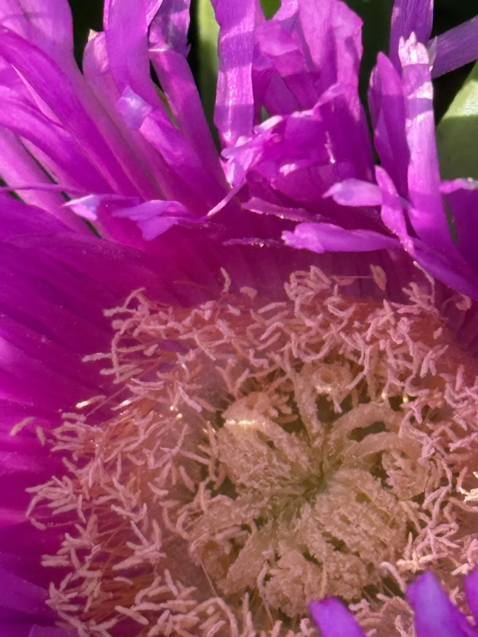 Pink sea anemone lookalike.JPEG