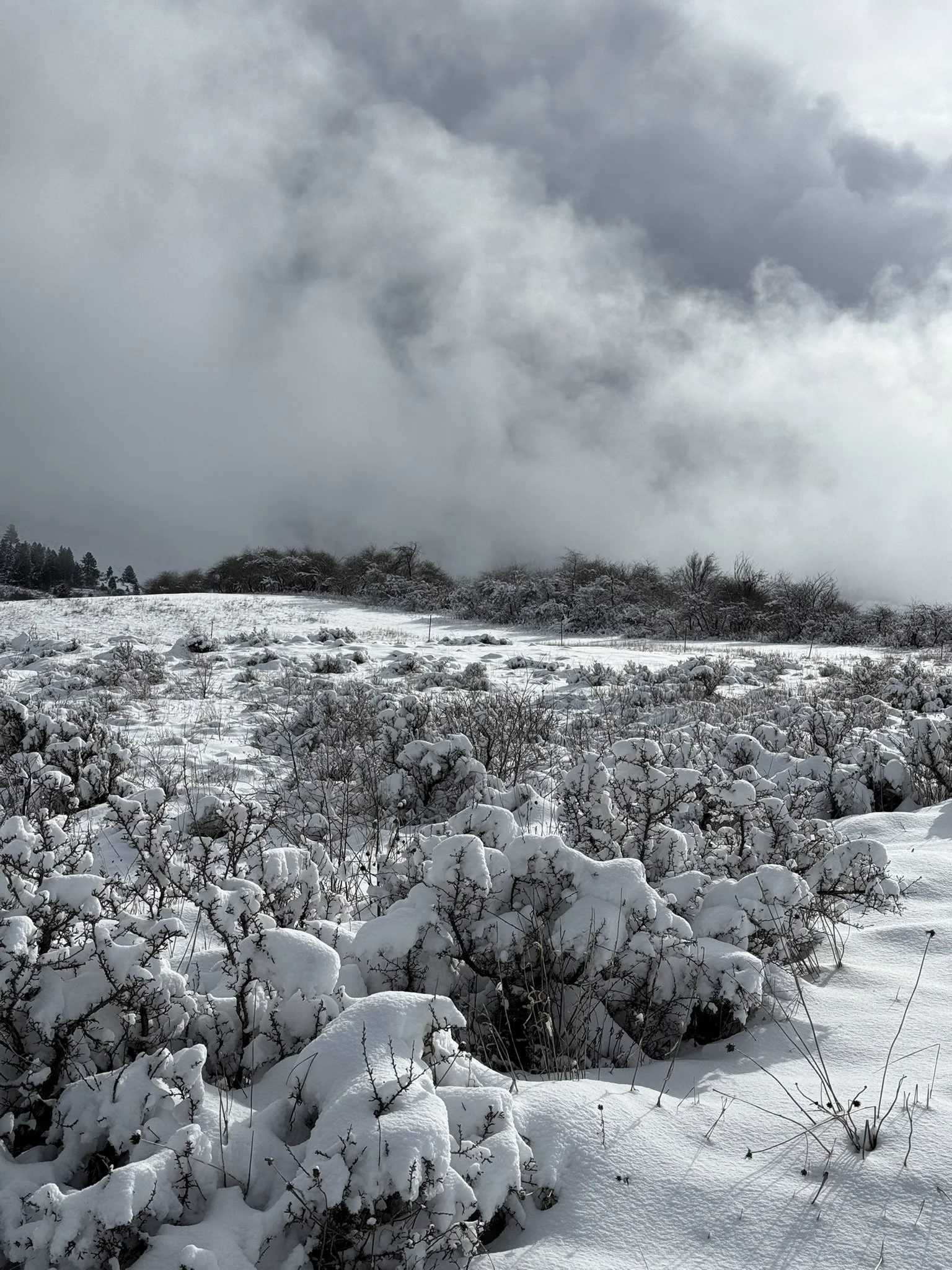 Snowscape of upper field.JPEG