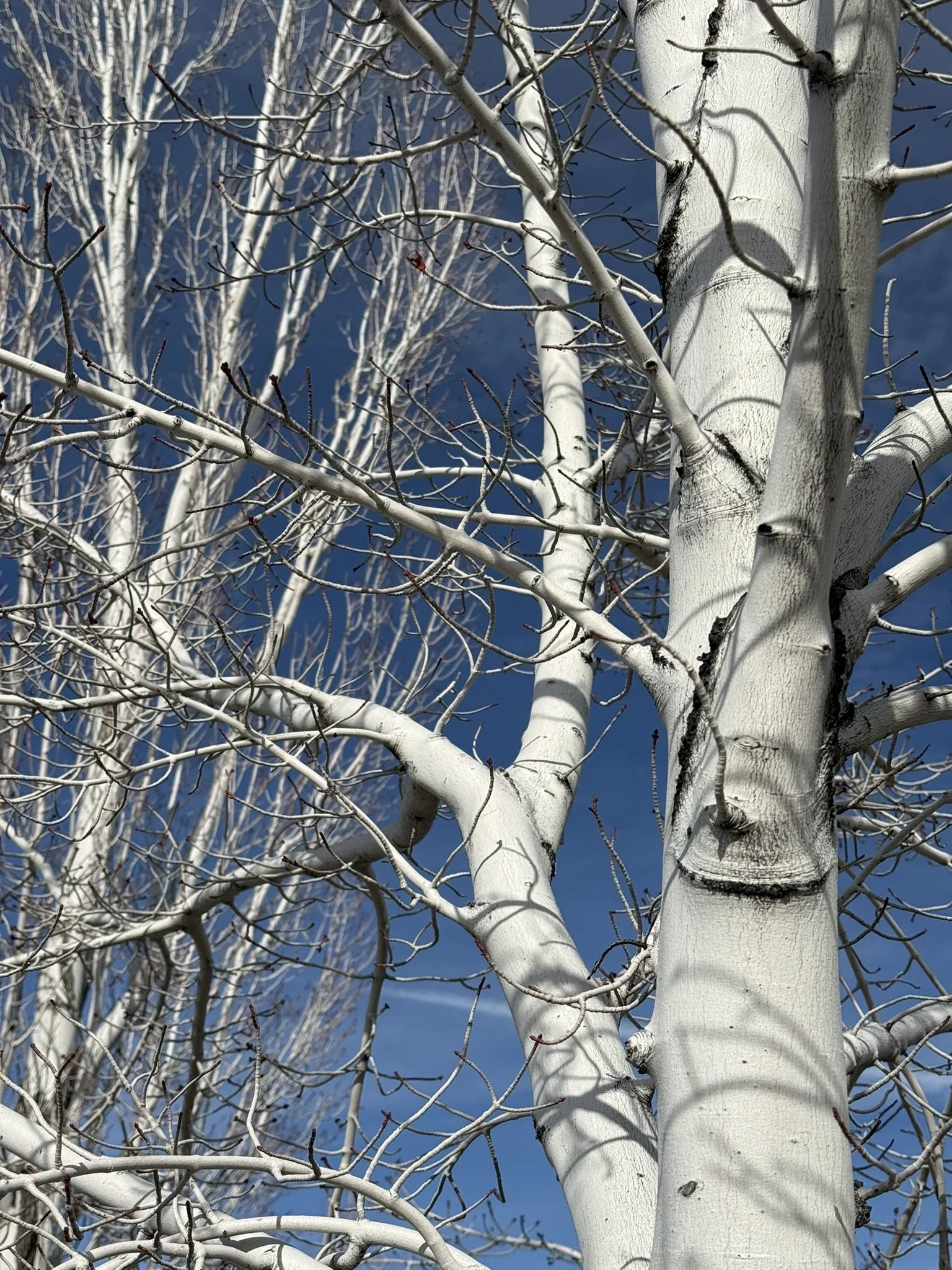 Quakenasp against blue sky.JPEG