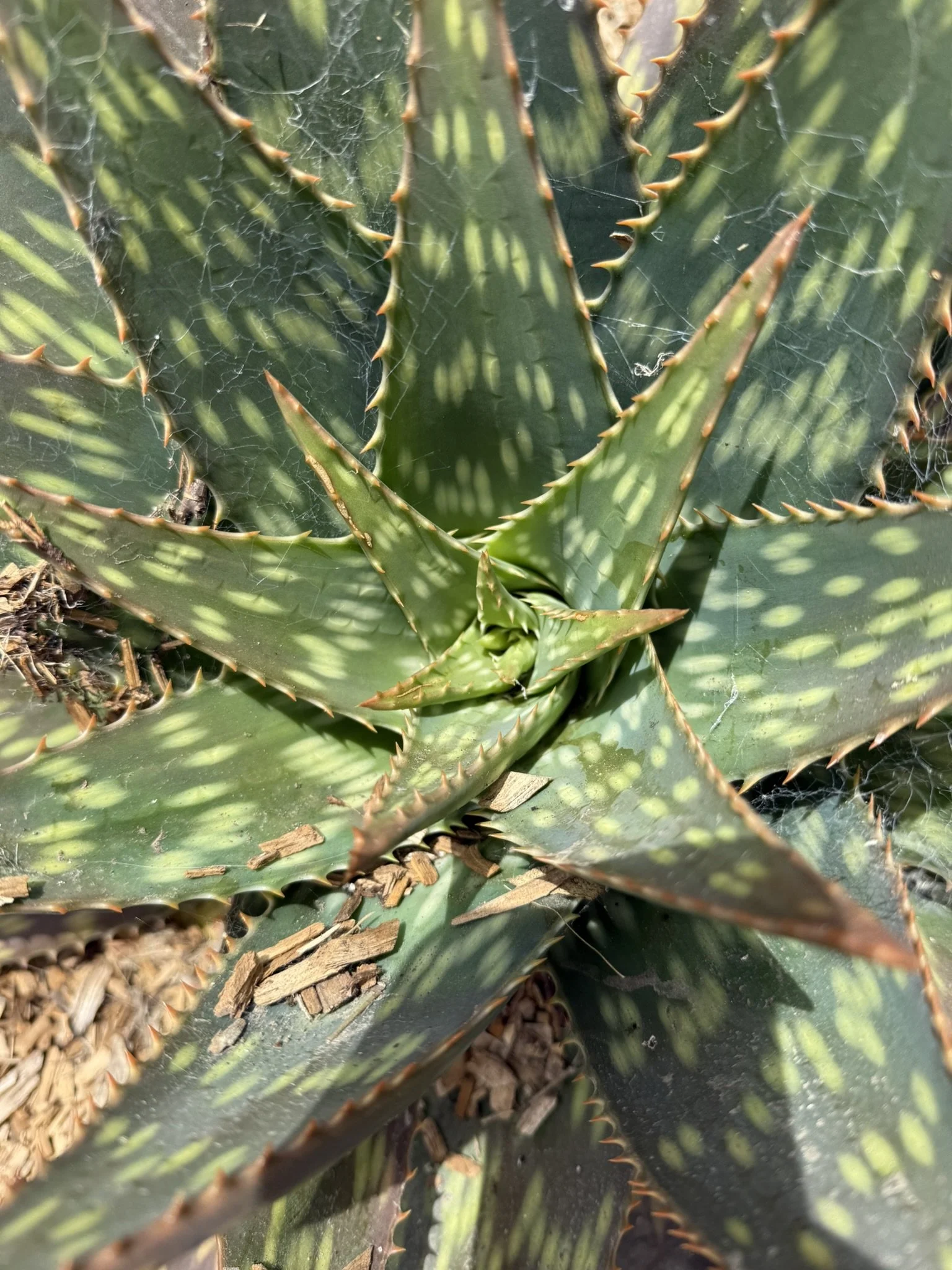 Succulent center.JPEG