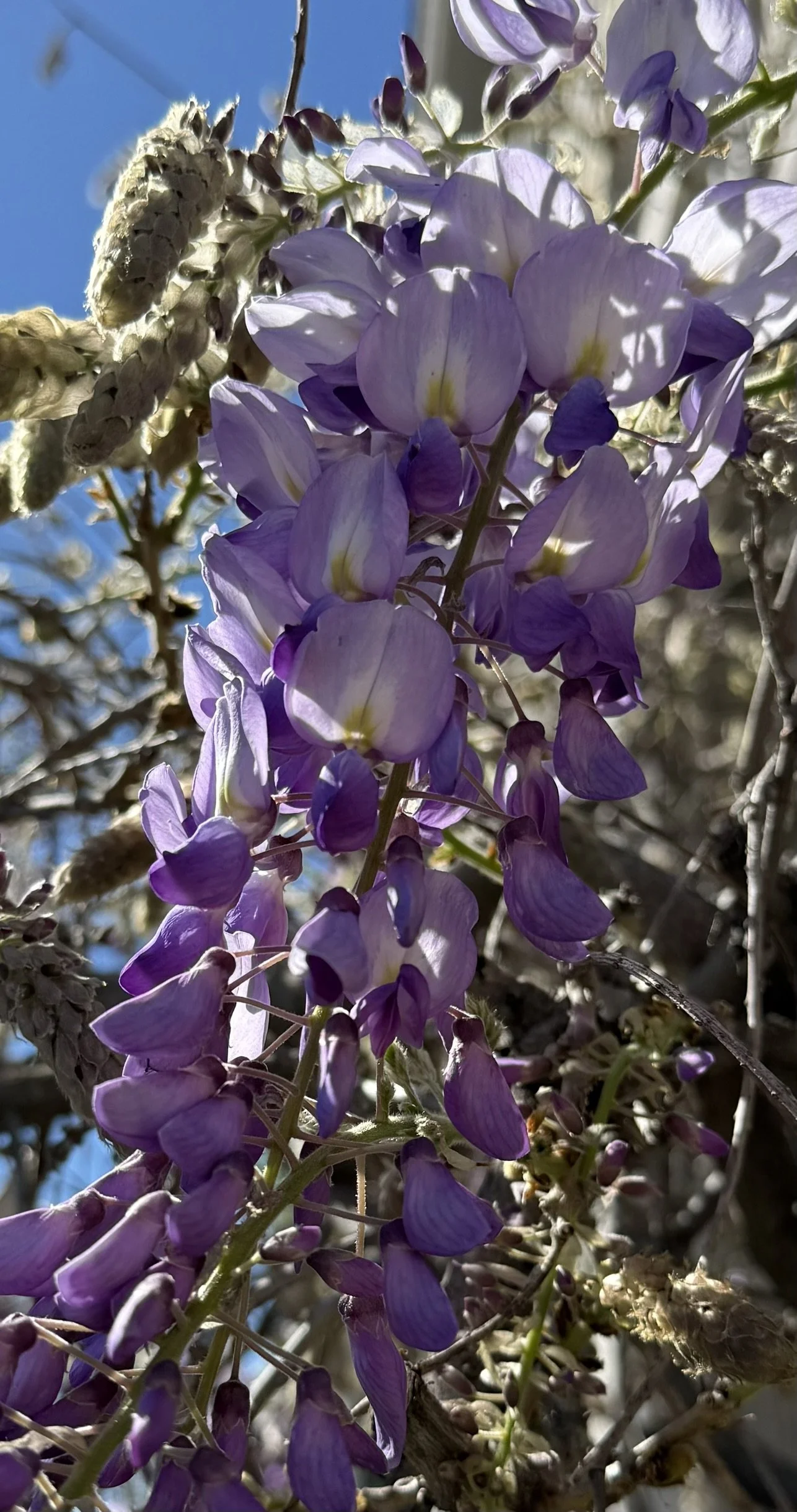 Spring purple hyacinth.JPEG