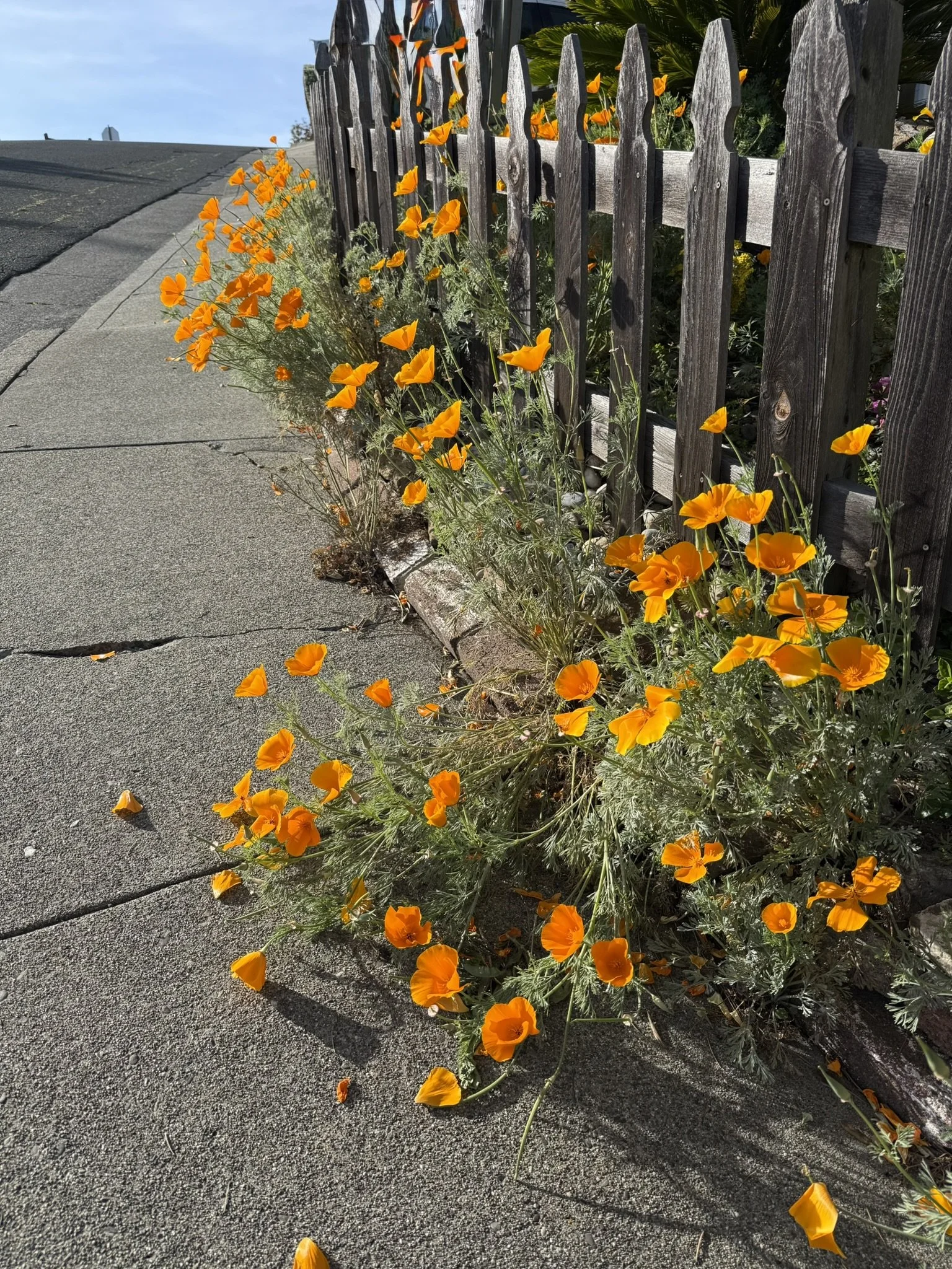 Orange poppies against fence.JPEG